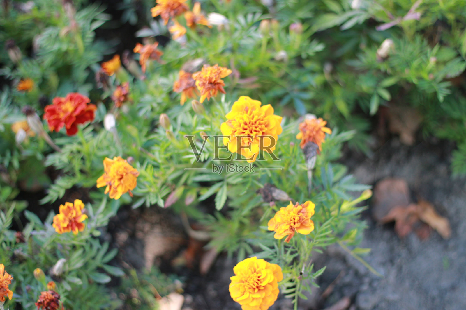 金盏花照片摄影图片