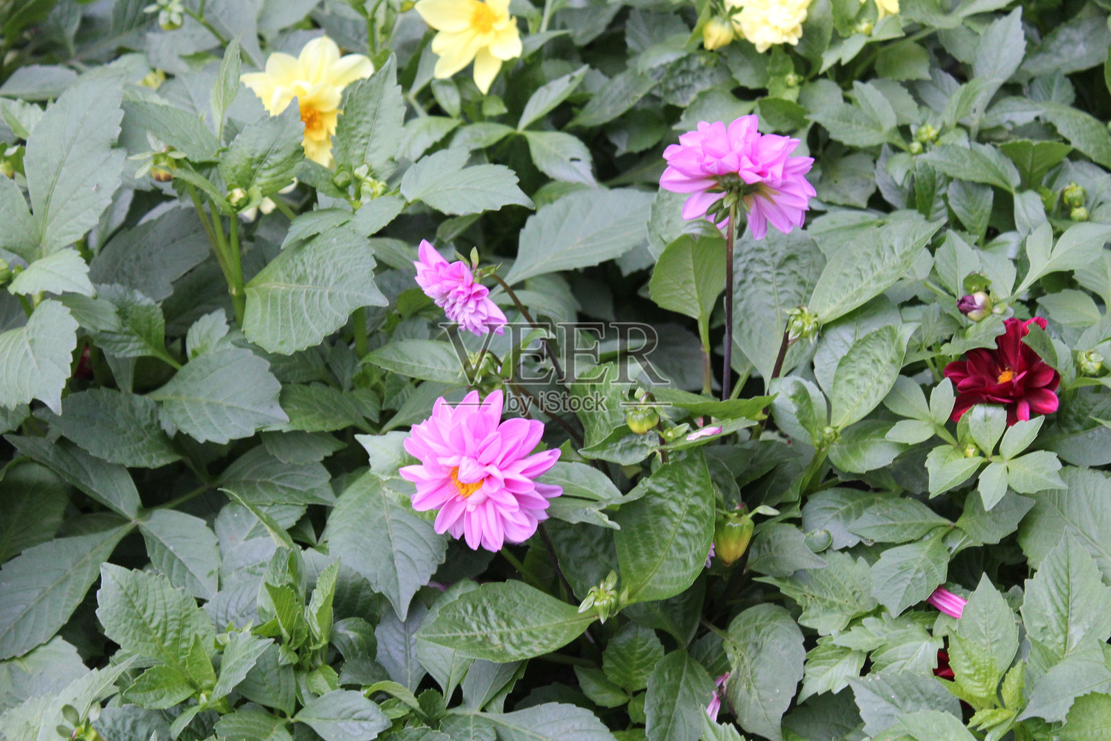 大丽花照片摄影图片