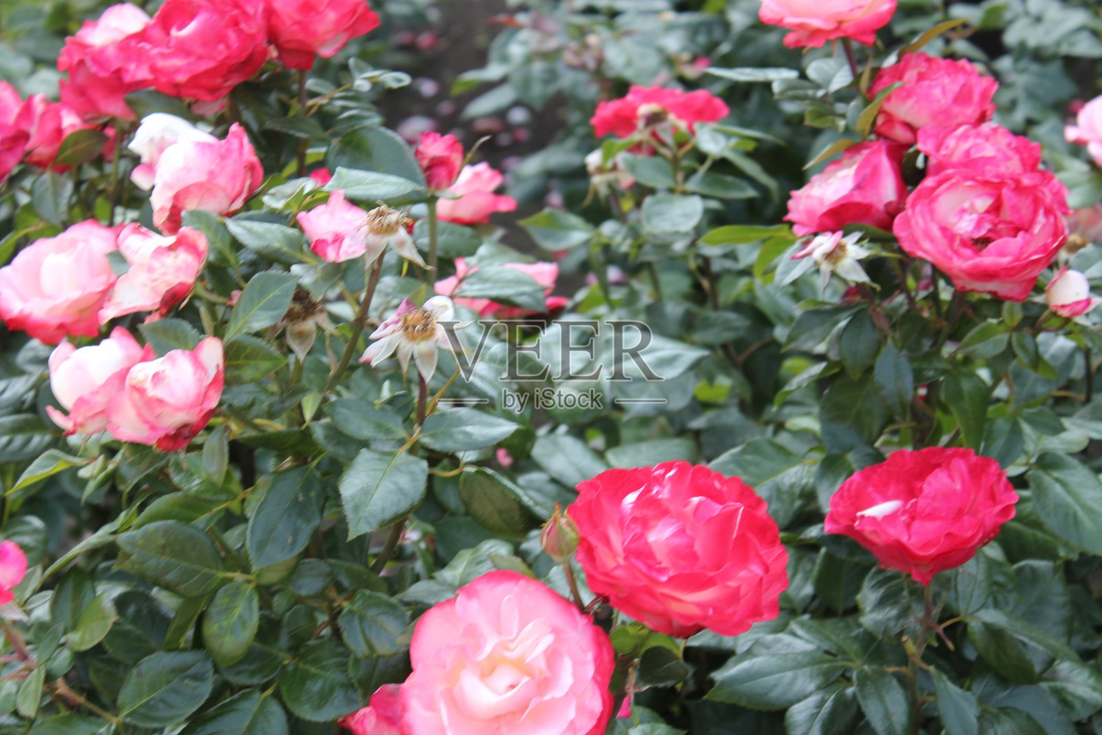 玫瑰照片摄影图片