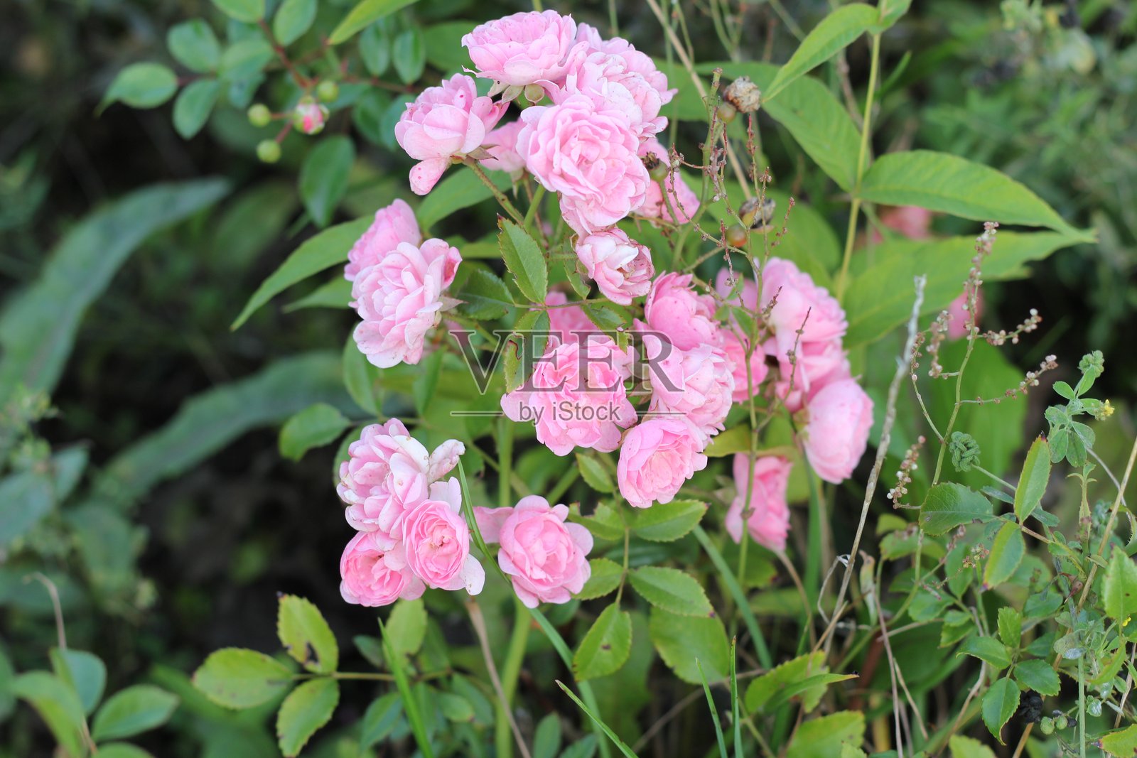 花朵照片摄影图片