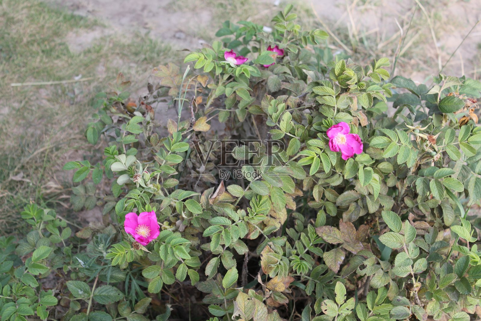 花朵照片摄影图片