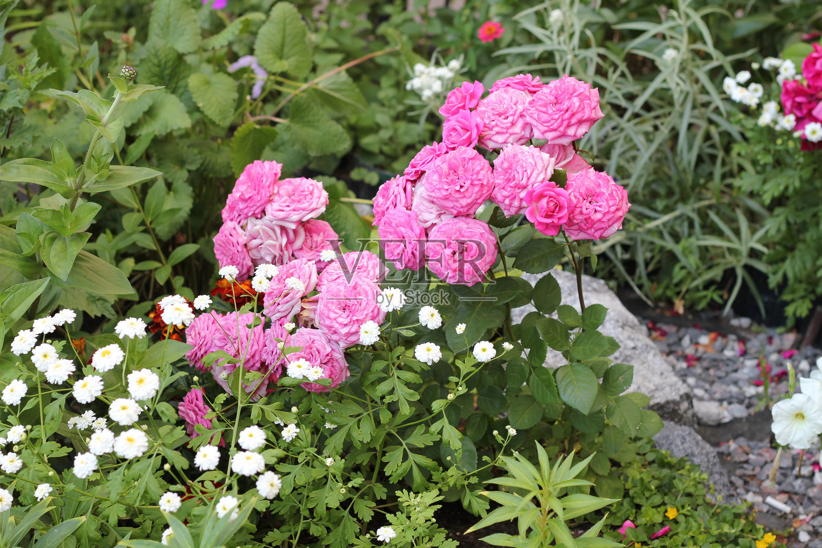 花朵照片摄影图片