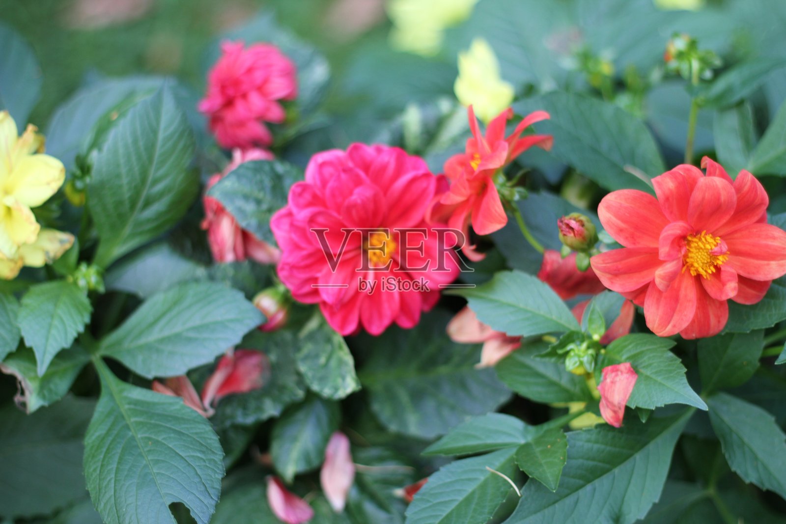 大丽花照片摄影图片