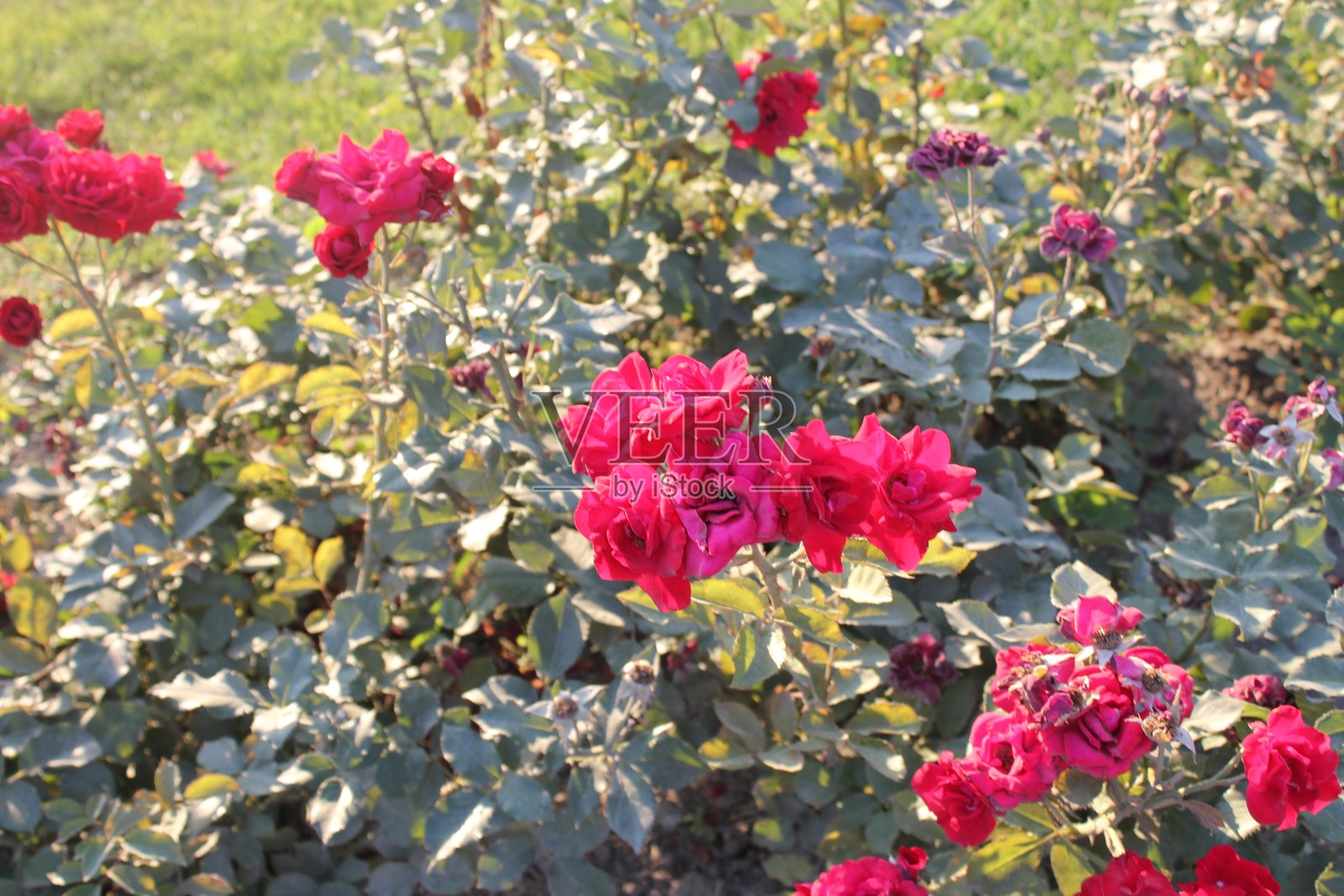 玫瑰照片摄影图片