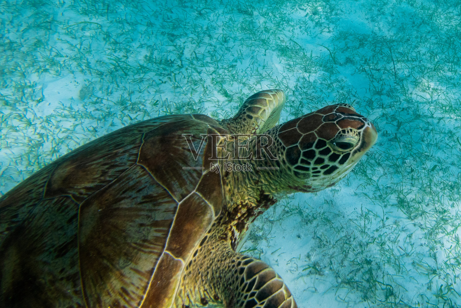 在马尔代夫潜水和浮潜时看到的绿色海龟与伟大的海龟动物。照片摄影图片