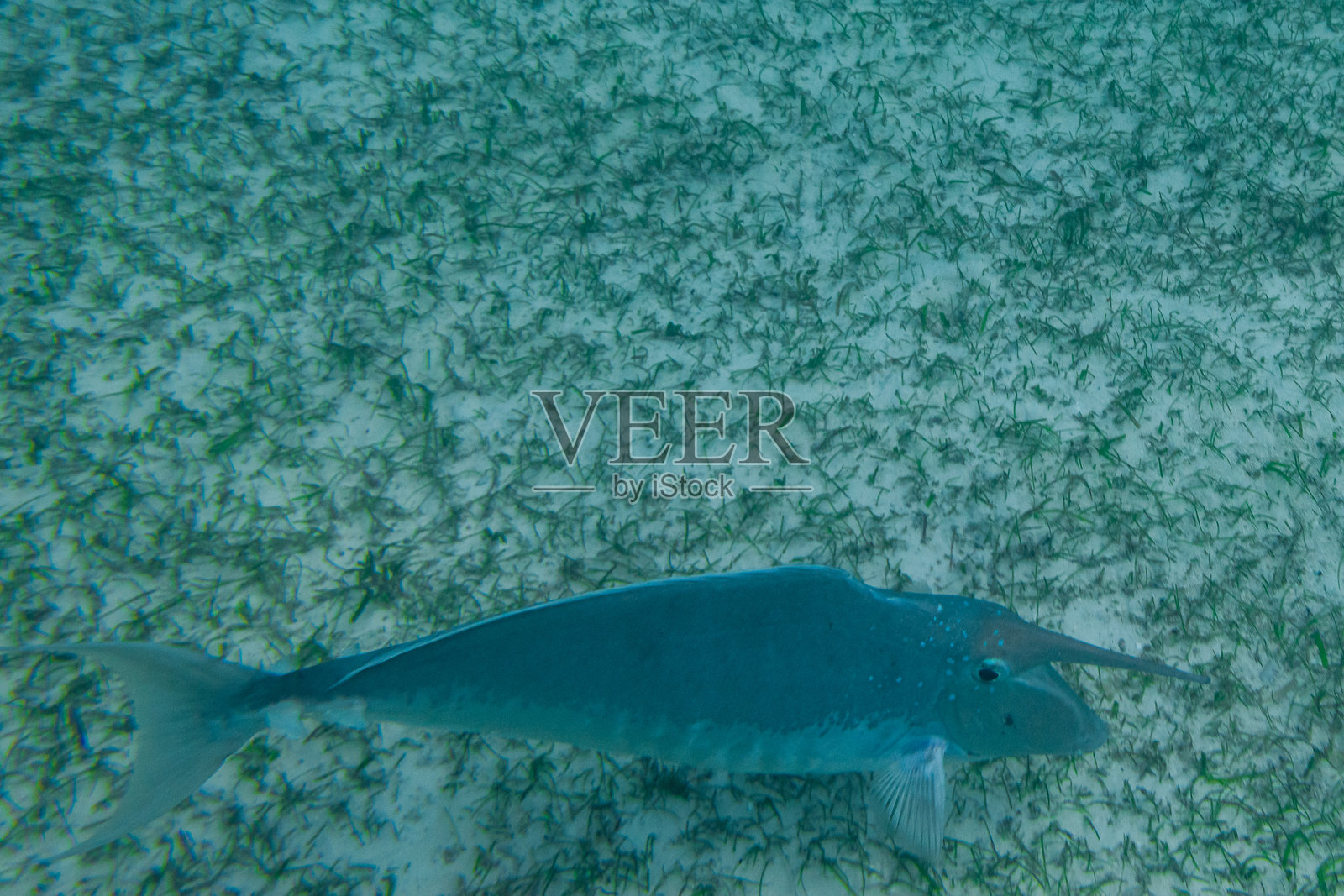 马尔代夫水下的鱼照片摄影图片