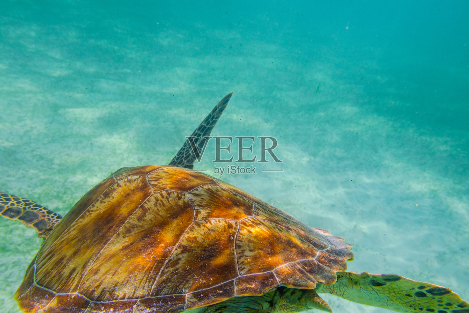 在马尔代夫潜水和浮潜时看到的绿海龟与伟大的海龟动物。照片摄影图片