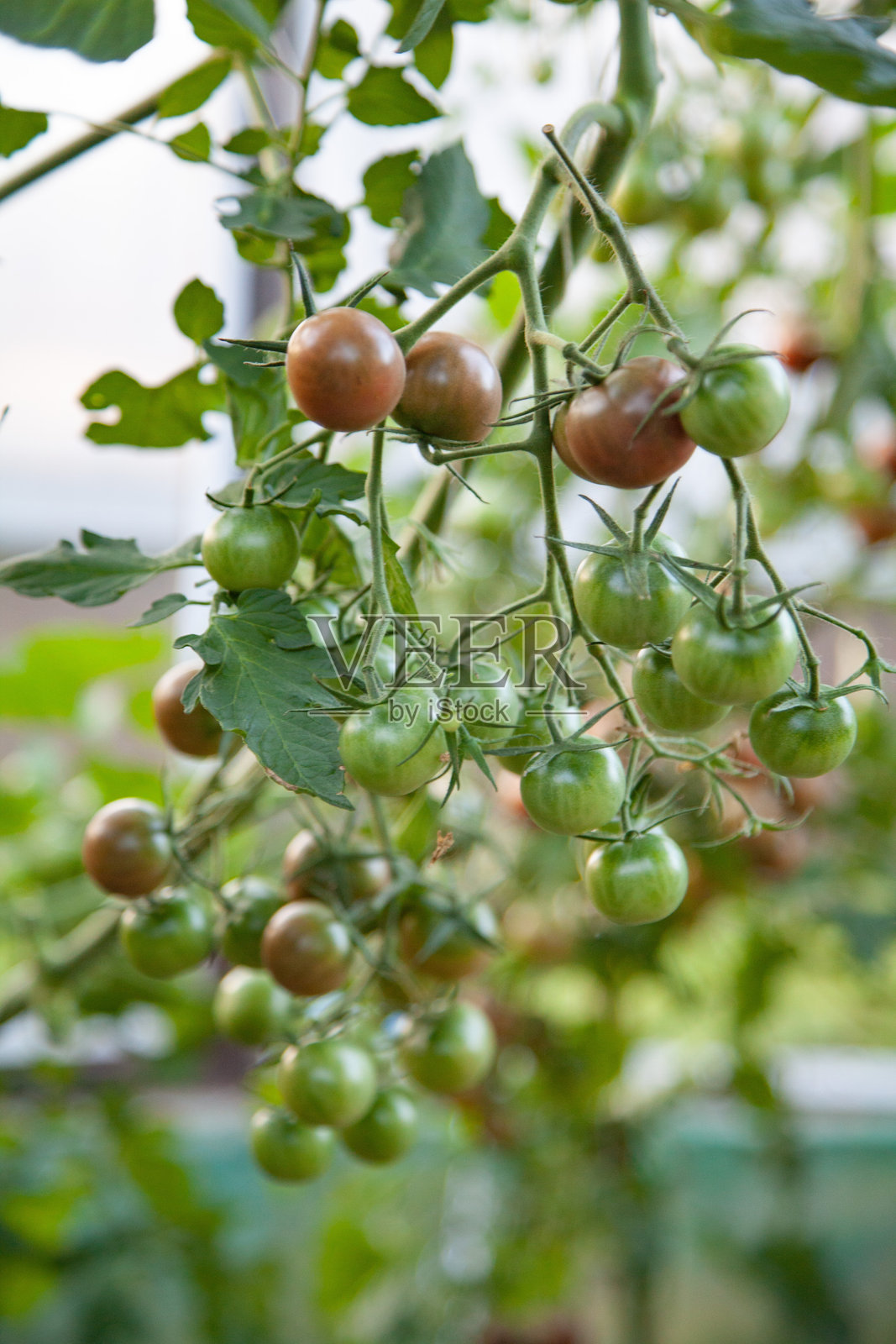 小樱桃番茄正在生长照片摄影图片