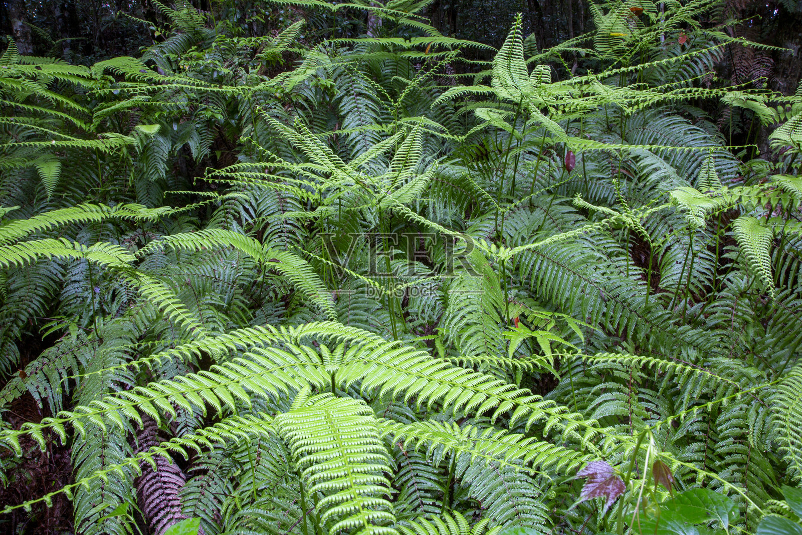 奄美大岛的亚热带植物新鲜蕨类植物照片摄影图片