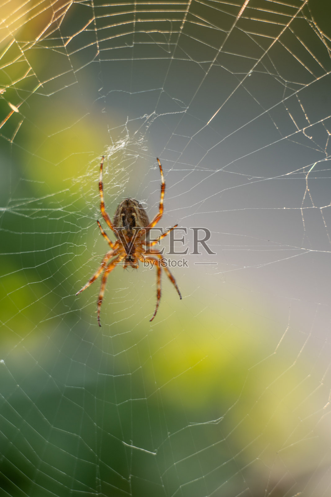 欧洲花园蜘蛛（Araneus diadematus）在网中。照片摄影图片