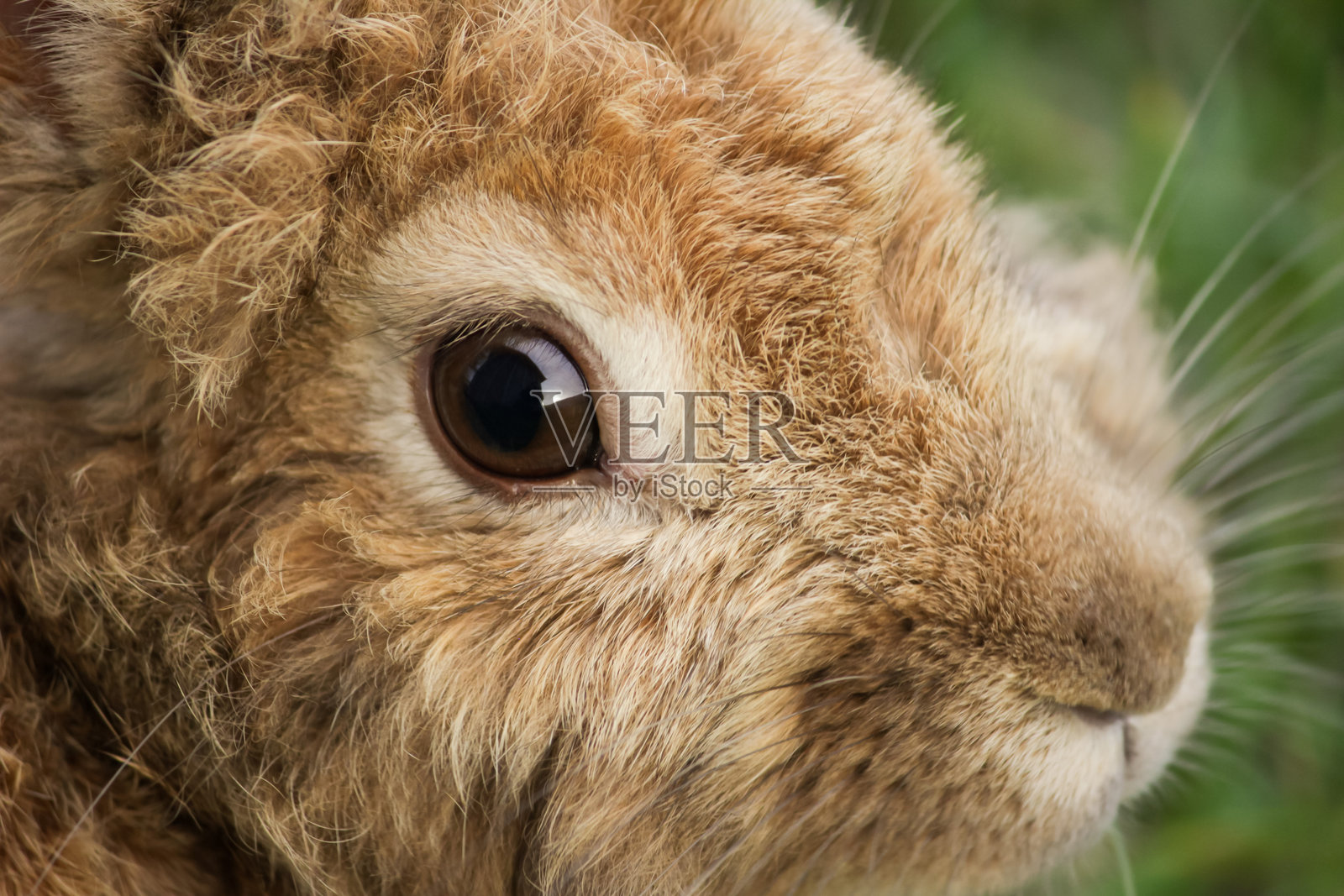 毛茸茸的兔子脸特写，花园里的可爱宠物，毛茸茸的小兔子坐在草地上照片摄影图片