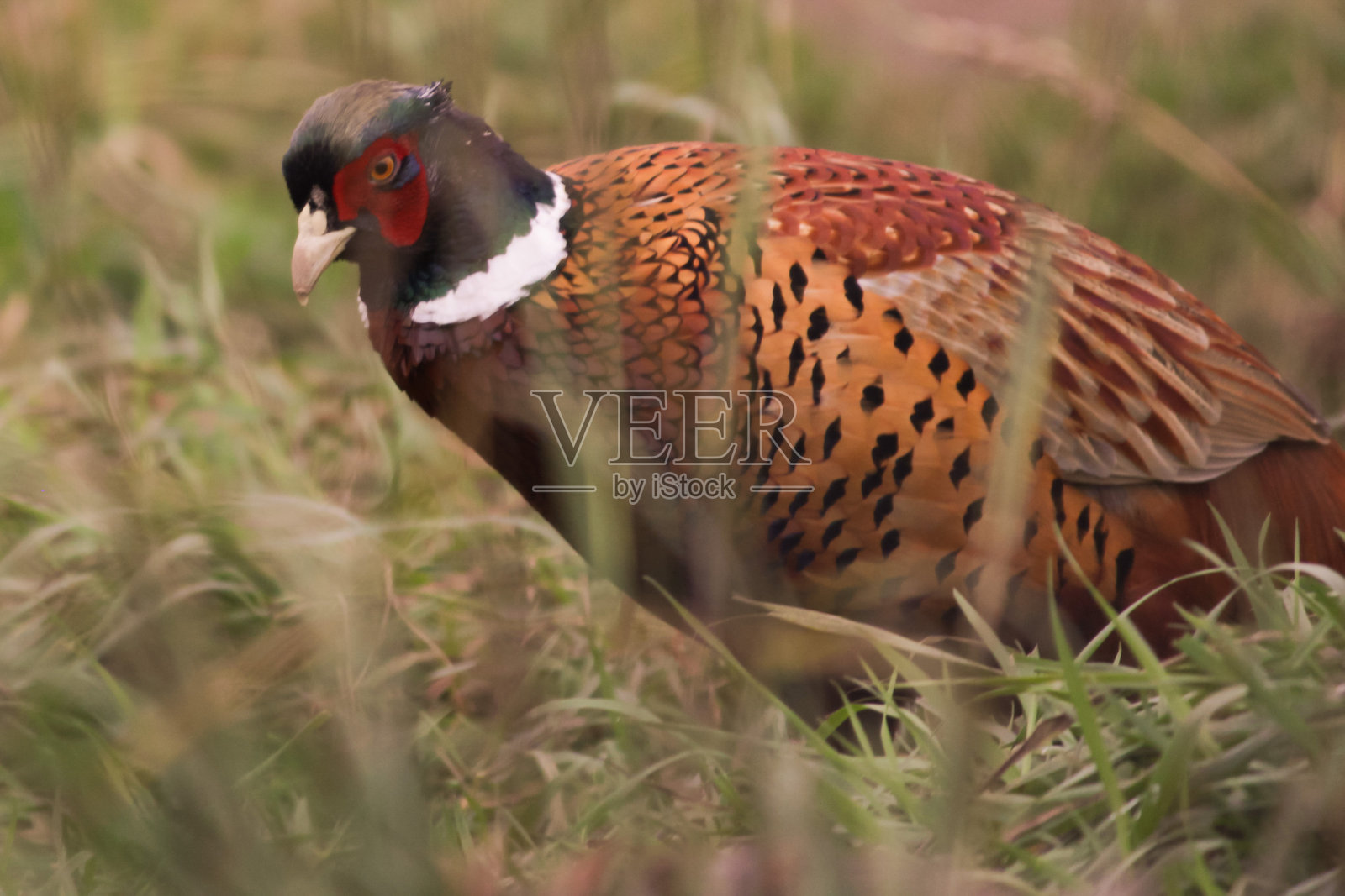 草丛中的雉鸡，田野中的猎物，尾羽和翅膀照片摄影图片