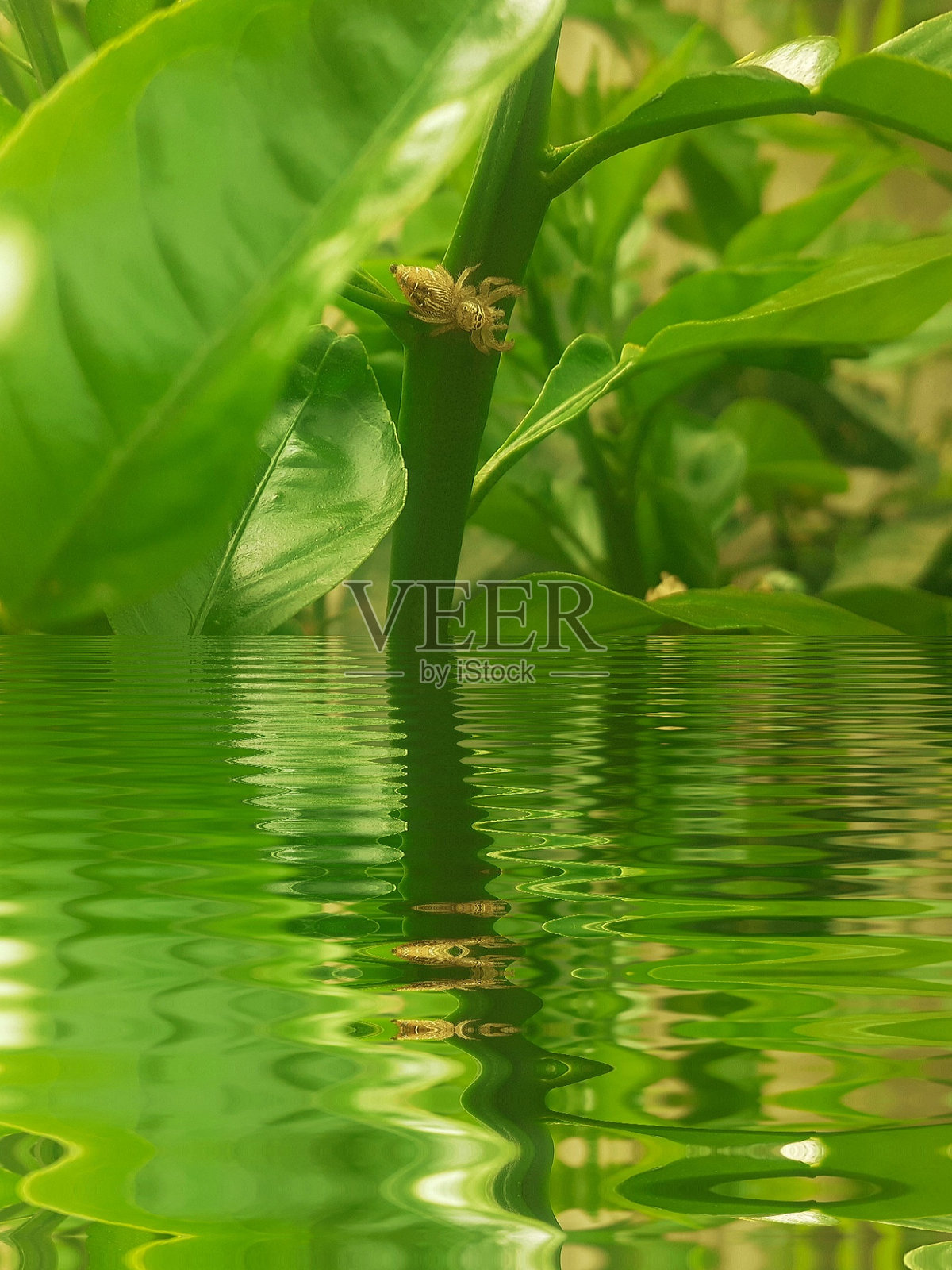 蜘蛛照片摄影图片