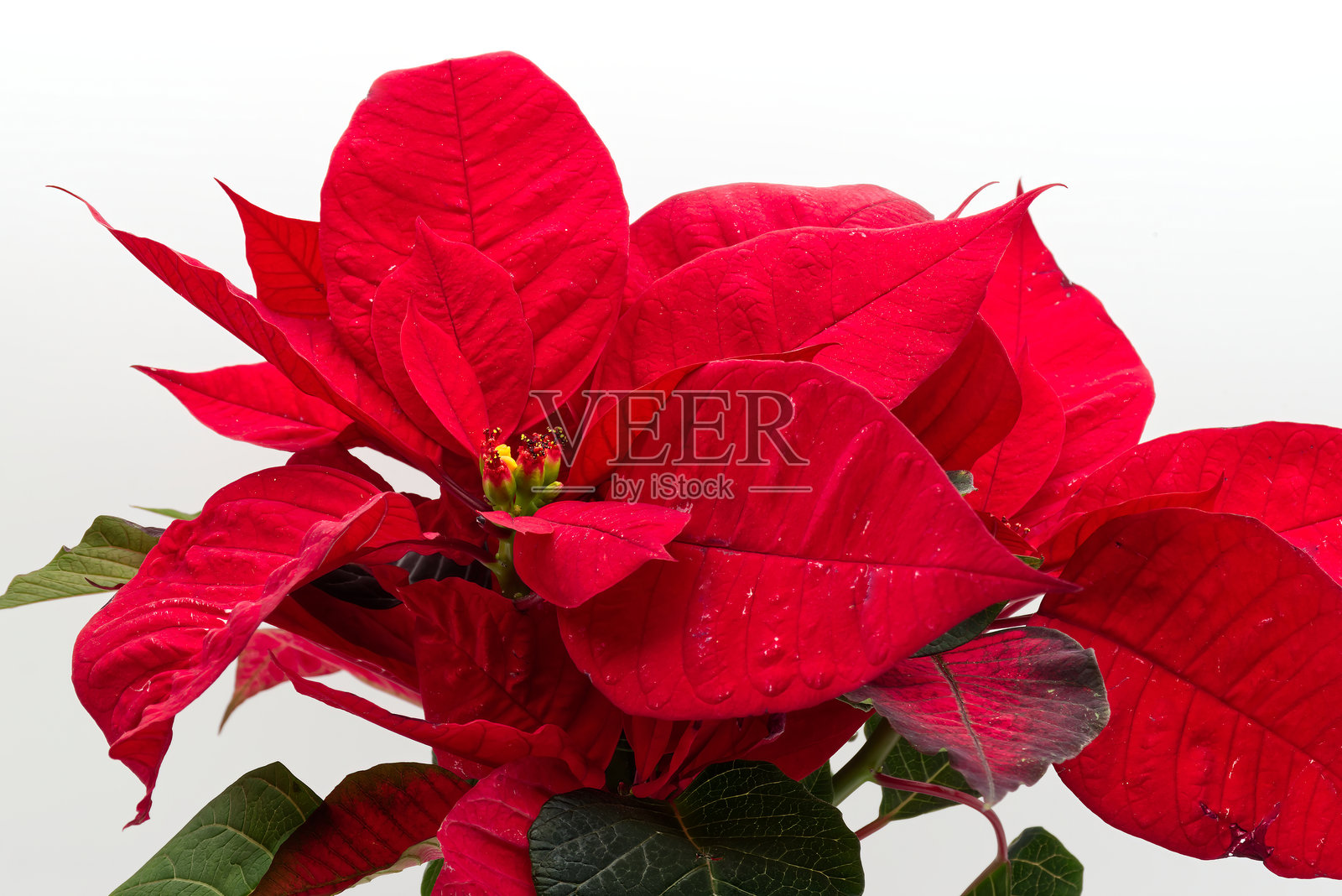 鲜艳的节日红色一品红，完美适合假期，背景为白色。照片摄影图片