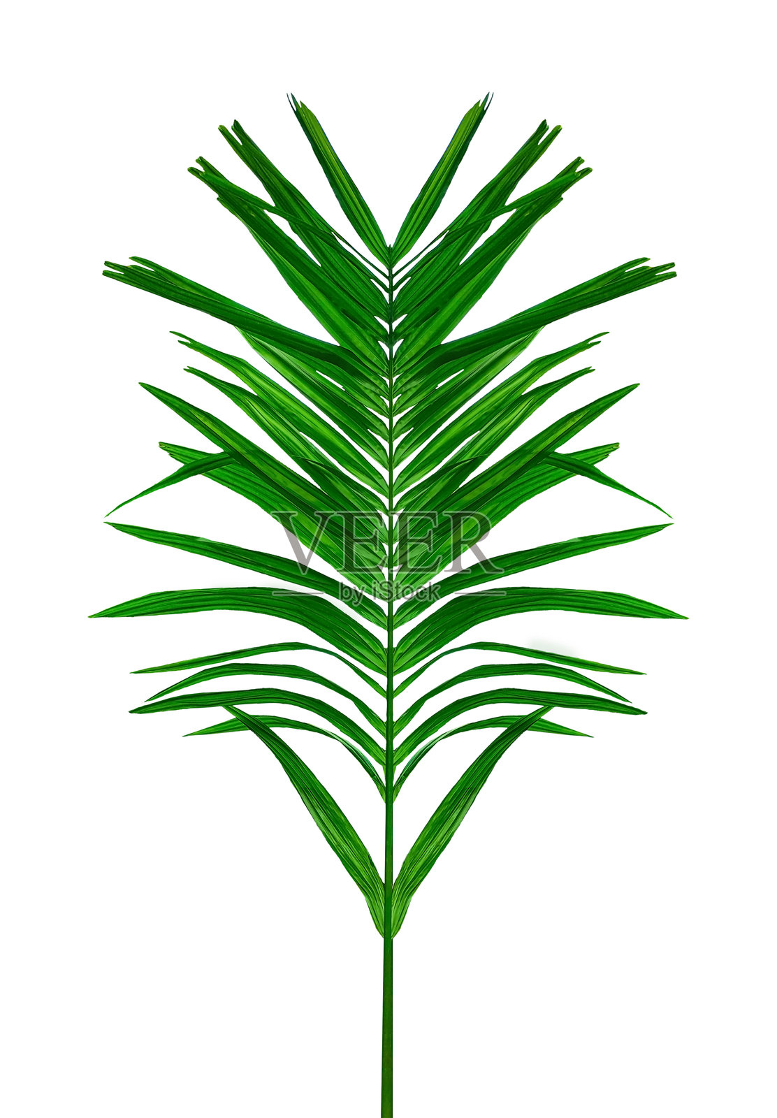 绿色棕榈树枝孤立在白色背景上，透明背景上的绿色槟榔树枝，透明背景上的棕榈树及其叶子照片摄影图片