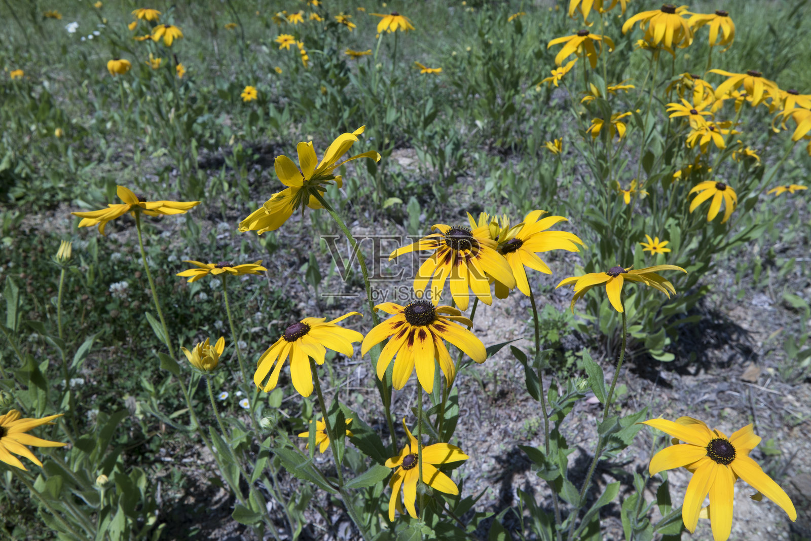 黄色的黑心菊花与绿色叶子背景照片摄影图片