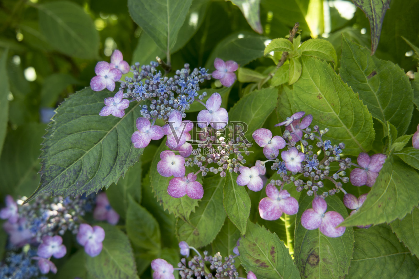 多色绣球花和花苞，背景是绿色叶子的花园照片摄影图片