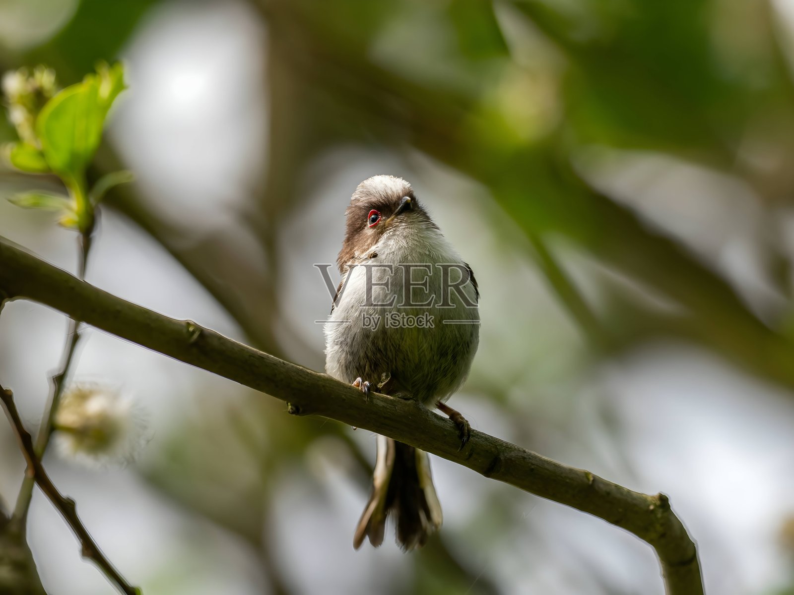 长尾雀栖息在绿树中的一根树枝上。照片摄影图片