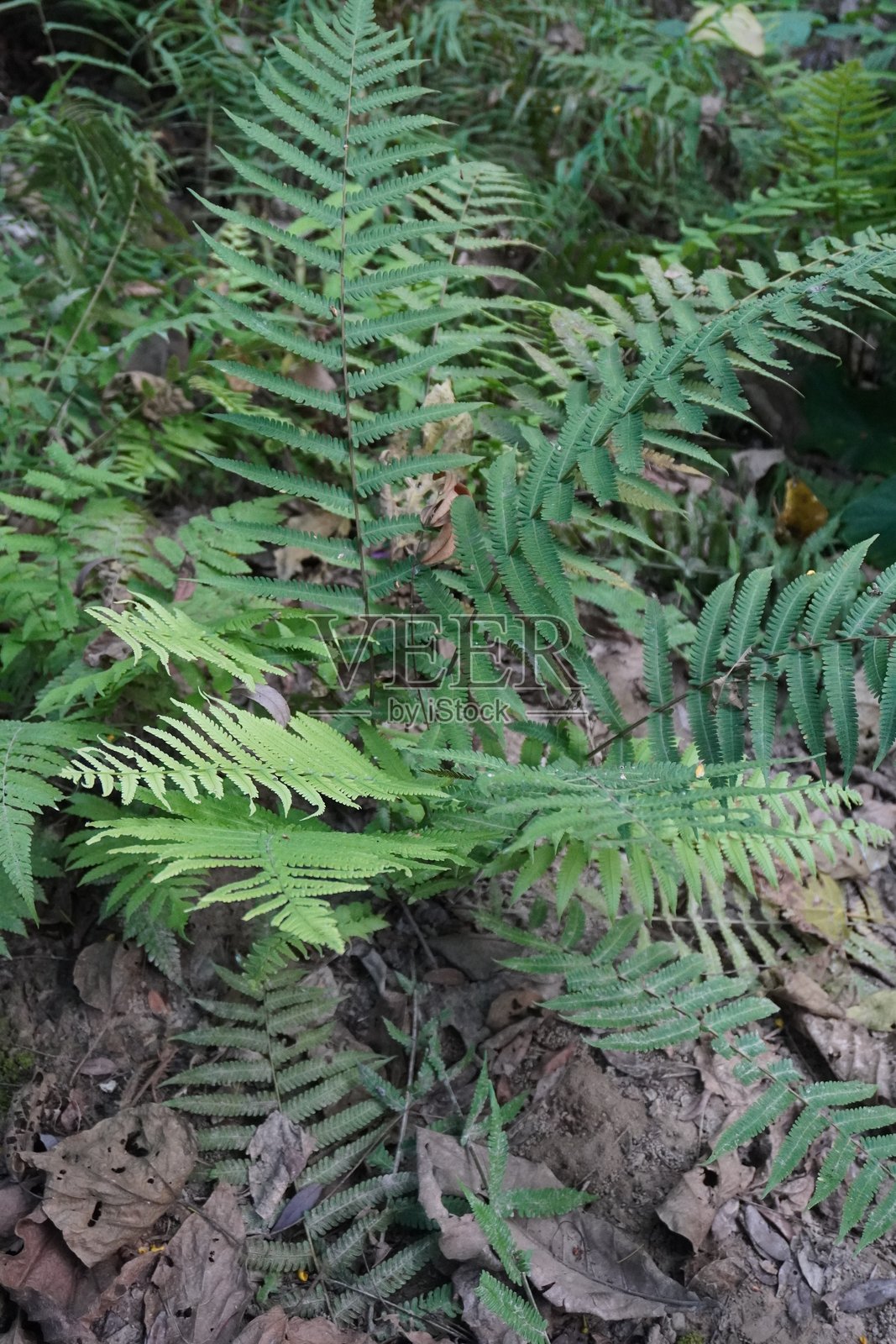 蕨类植物被发现长在地面上照片摄影图片