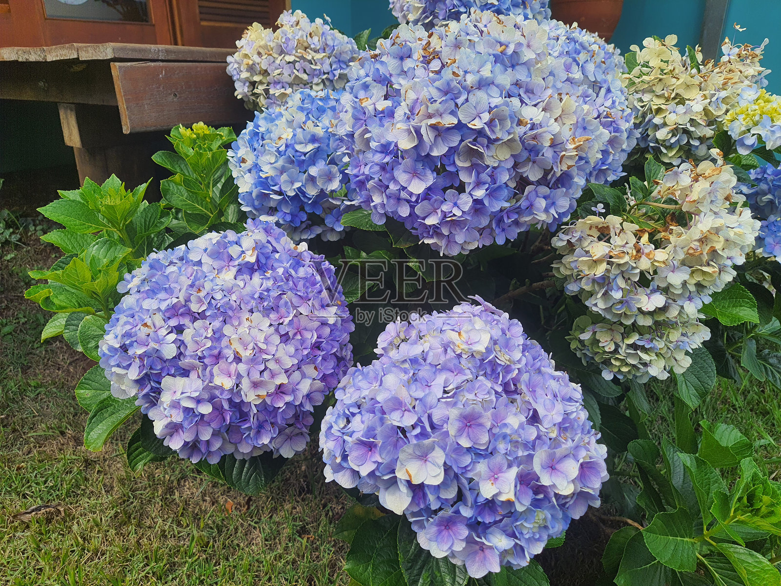 绣球花特写（绣球花）照片摄影图片