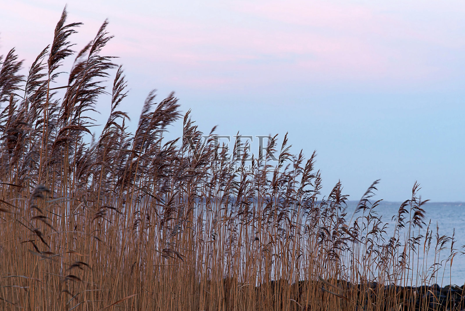 日落中的芦苇照片摄影图片