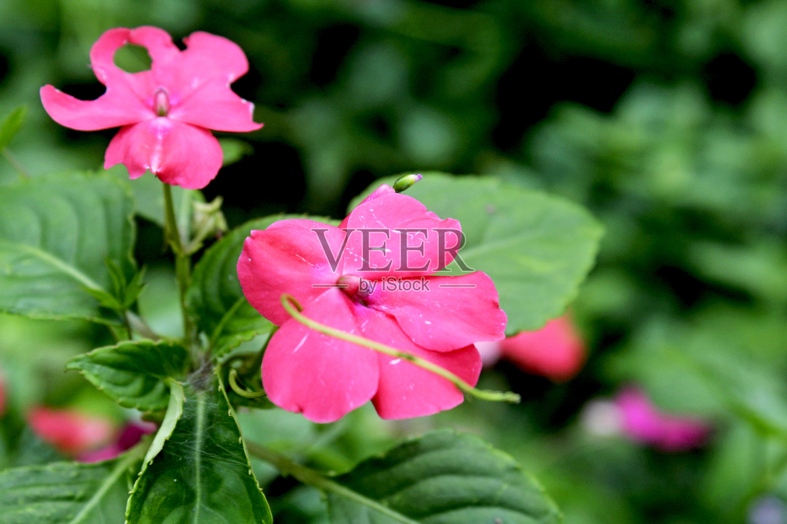 凤仙花照片摄影图片