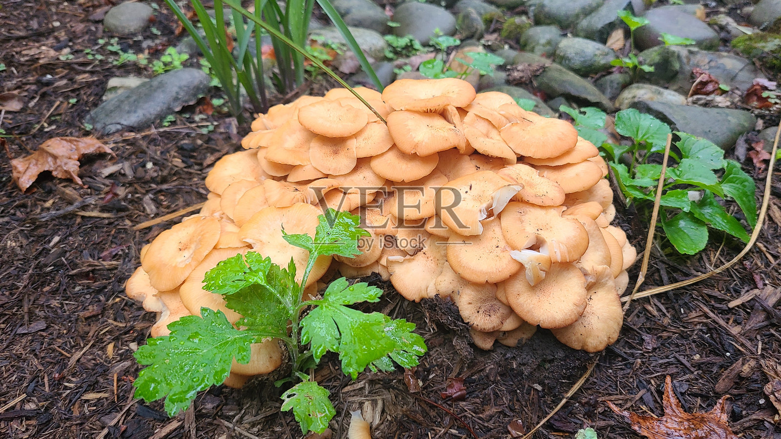 东部南瓜灯蘑菇，Omphalotus Illudens照片摄影图片