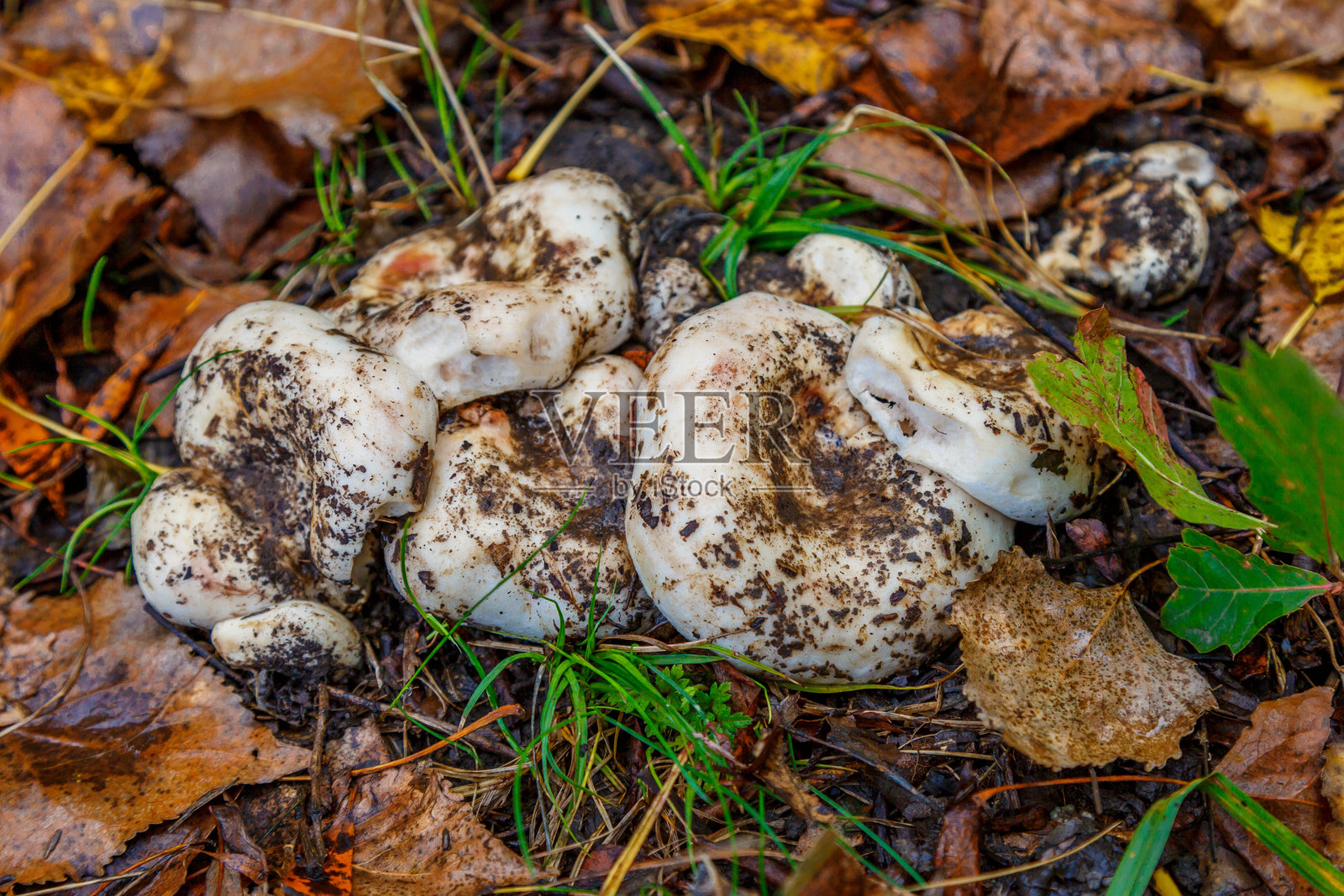 秋季森林中落叶上的菌群。这种蘑菇是真正的蘑菇（拉丁名 Lactarius resimus）。用于野外采蘑菇的刀具。担子菌类真菌。微剂量使用。照片摄影图片