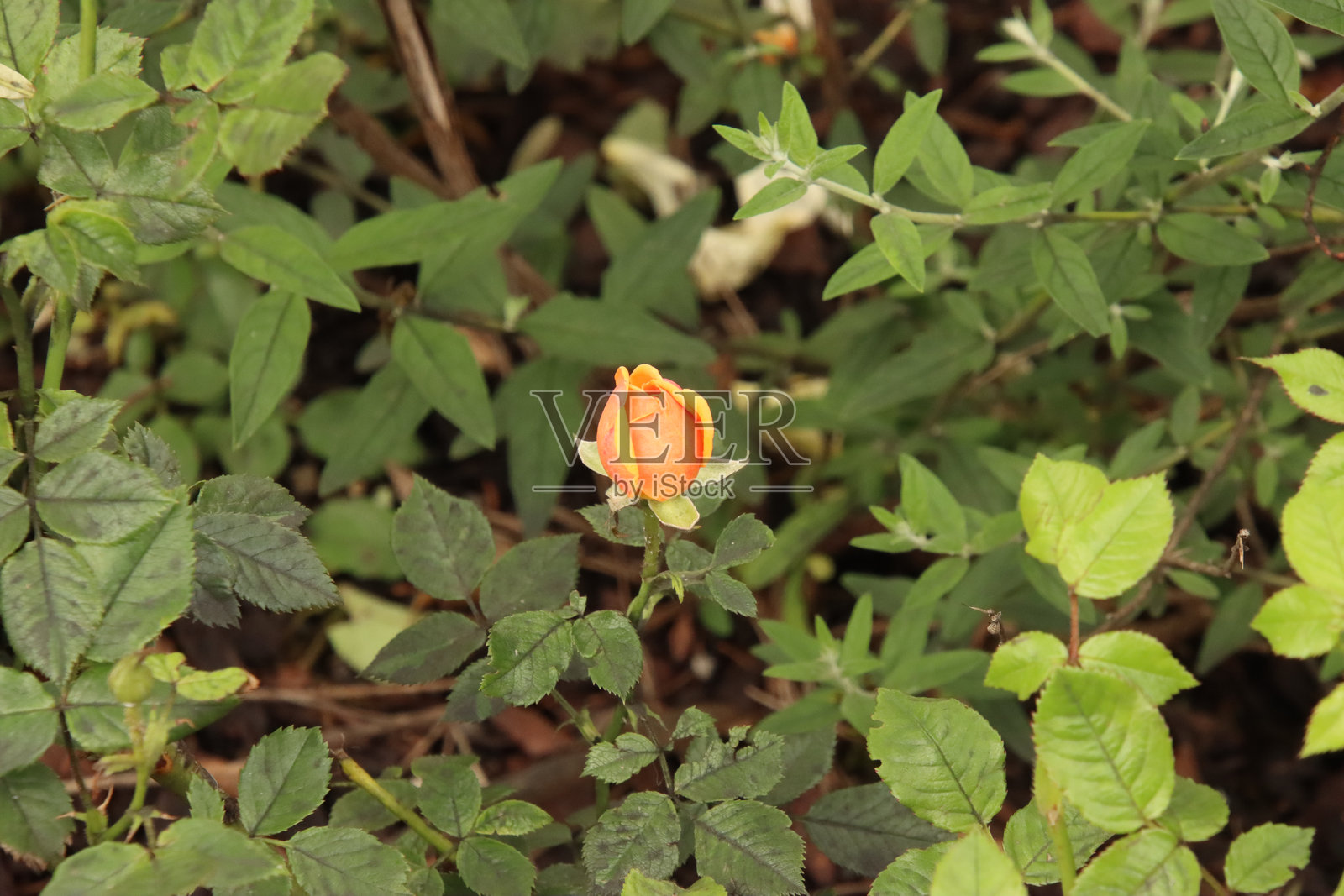 闭合的橙色玫瑰照片摄影图片