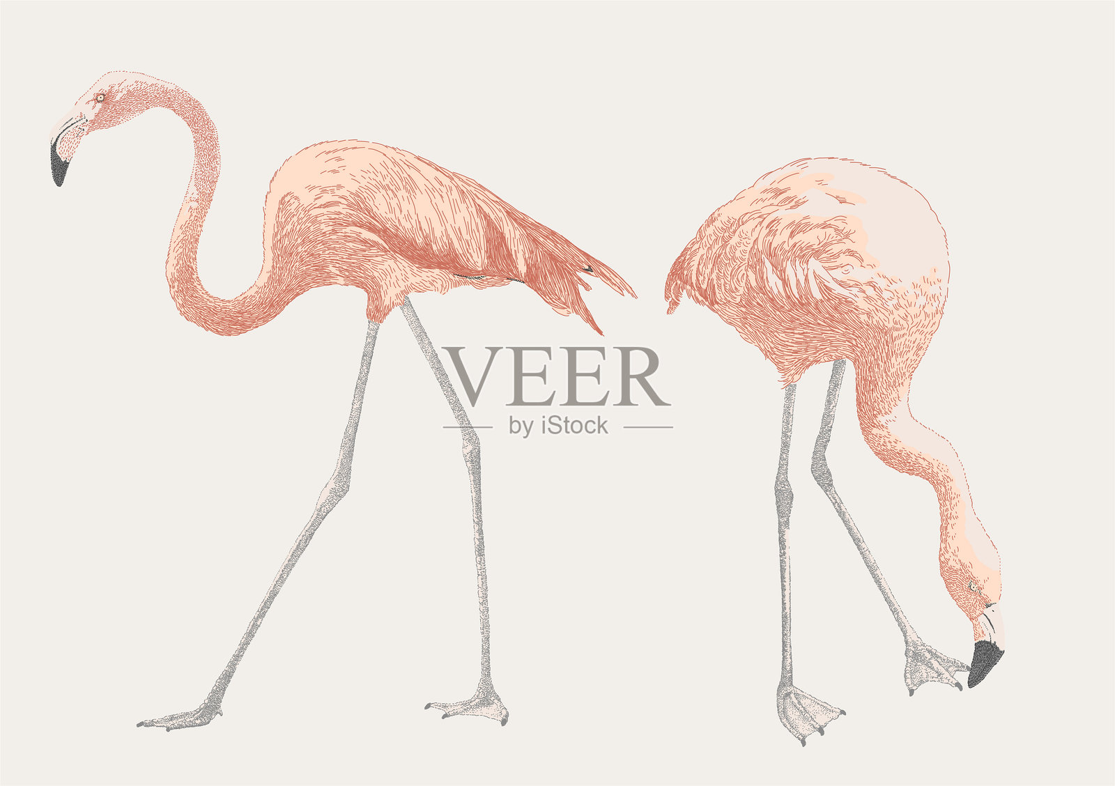 粉色火烈鸟站立行走插画图片素材