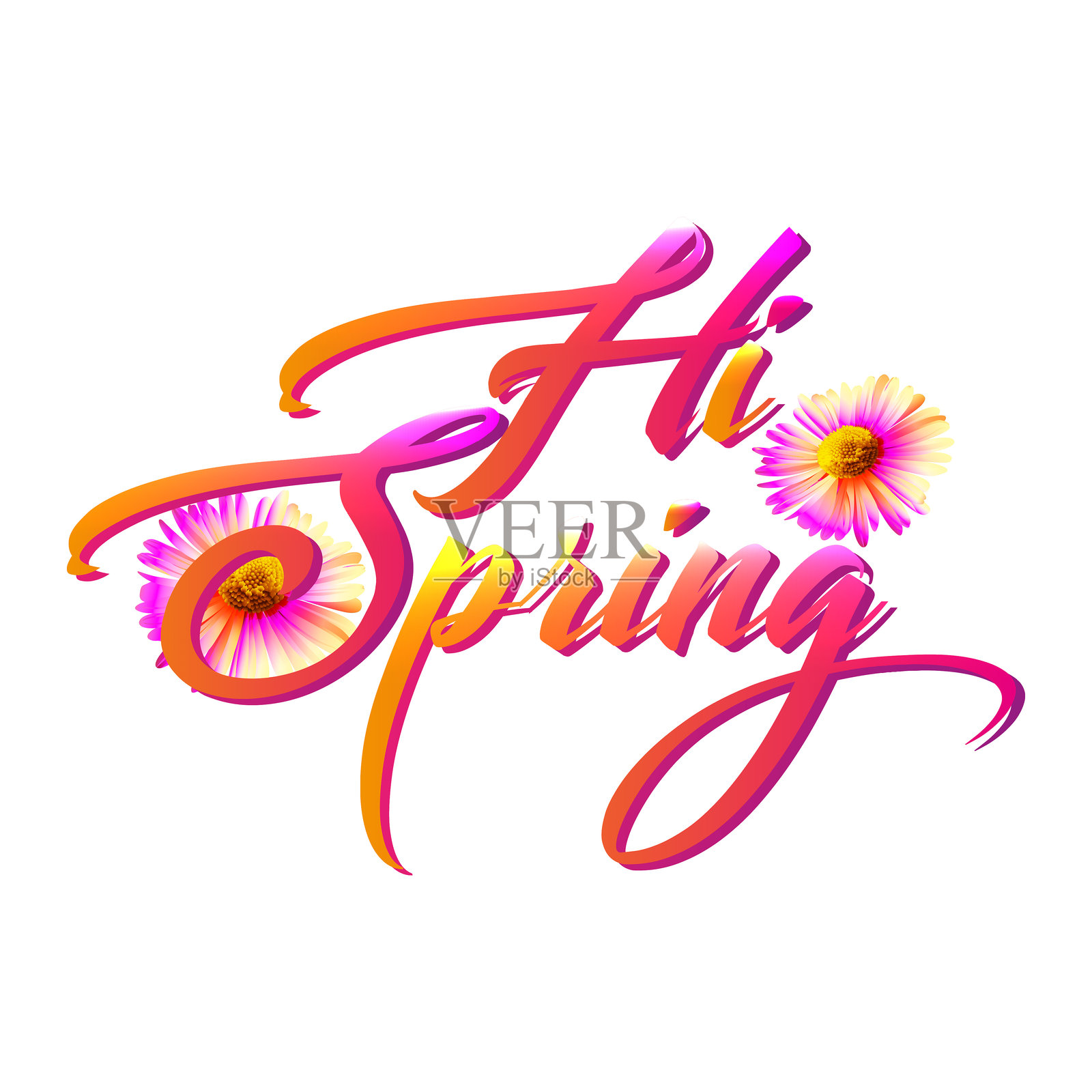春季渐变问候文字与洋甘菊花朵，背景为纯白色。时尚的春季模板。插画图片素材