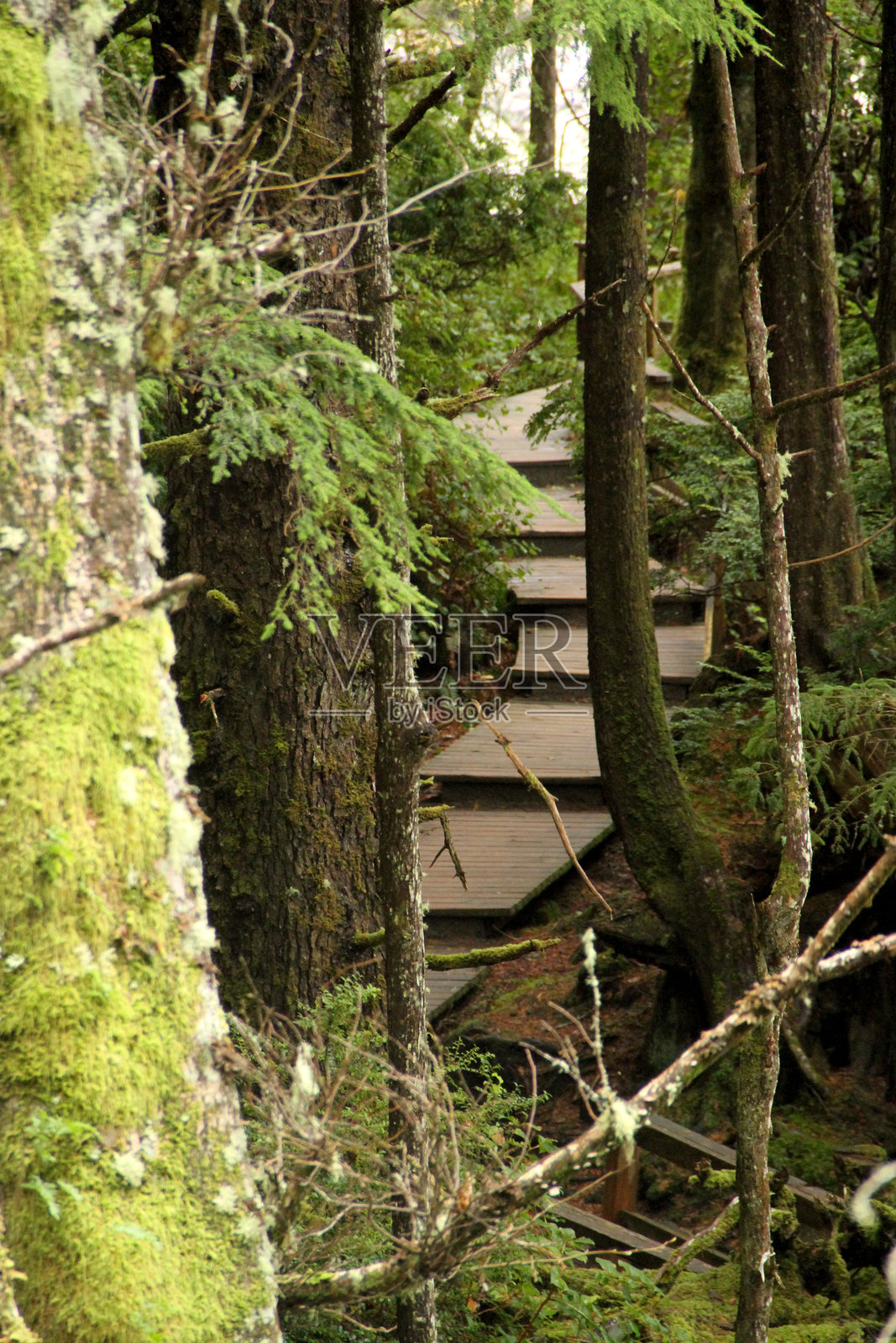 森林楼梯照片摄影图片