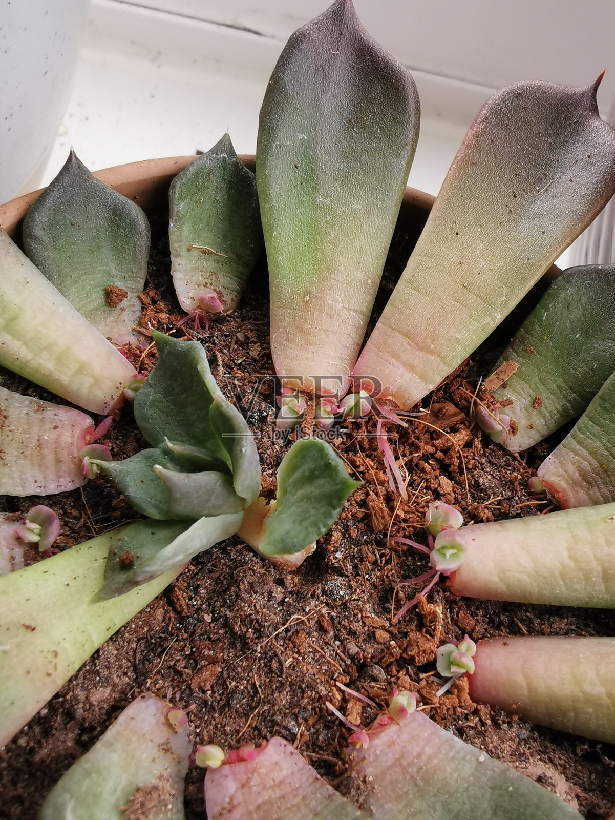 室内植物 1照片摄影图片