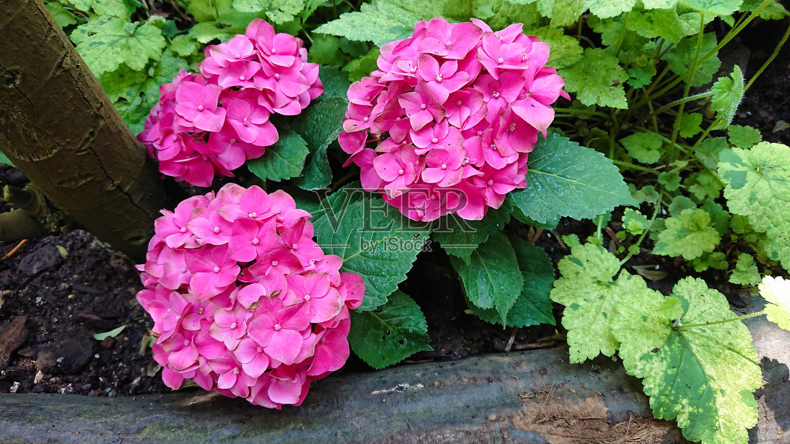 生机勃勃的粉色绣球花在郁郁葱葱的花园环境中照片摄影图片