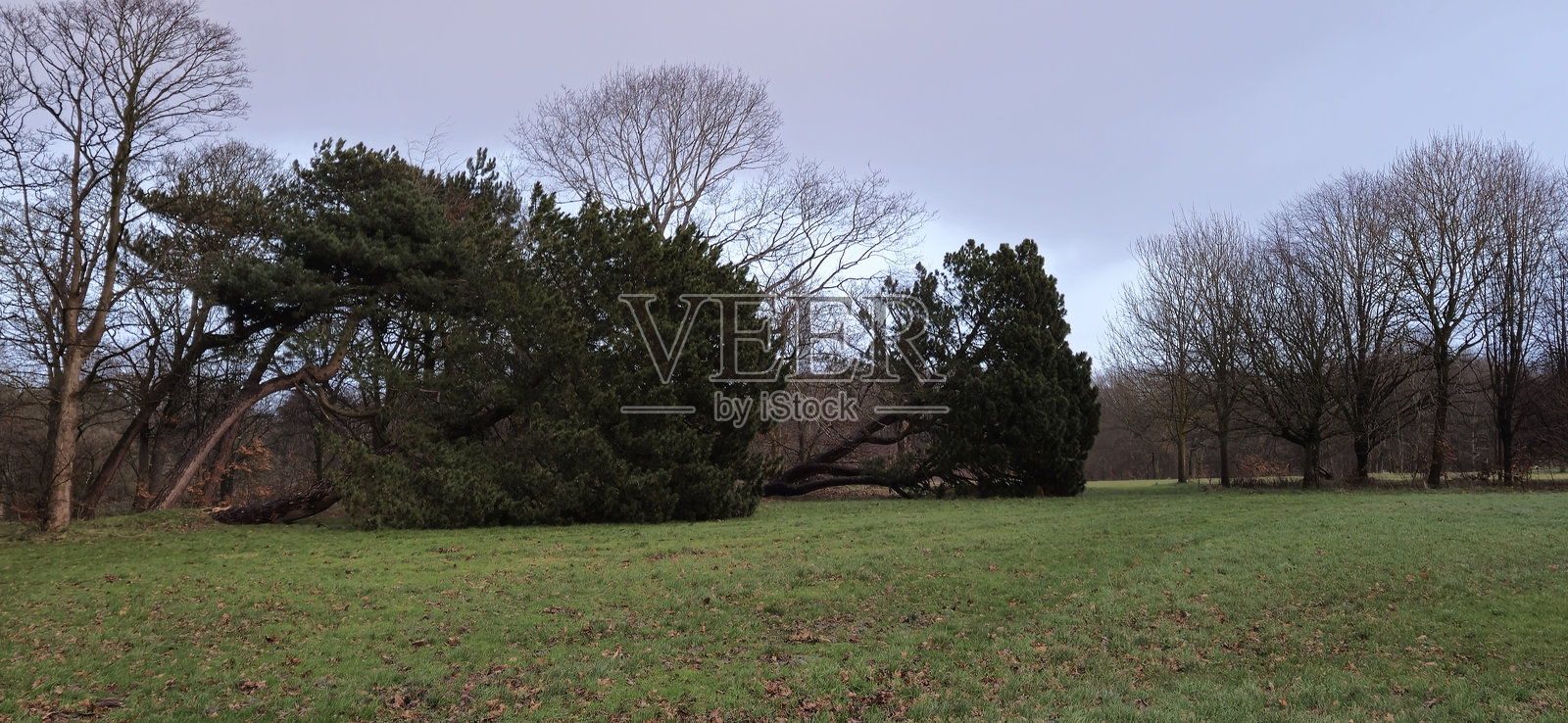 风吹动的树木照片摄影图片