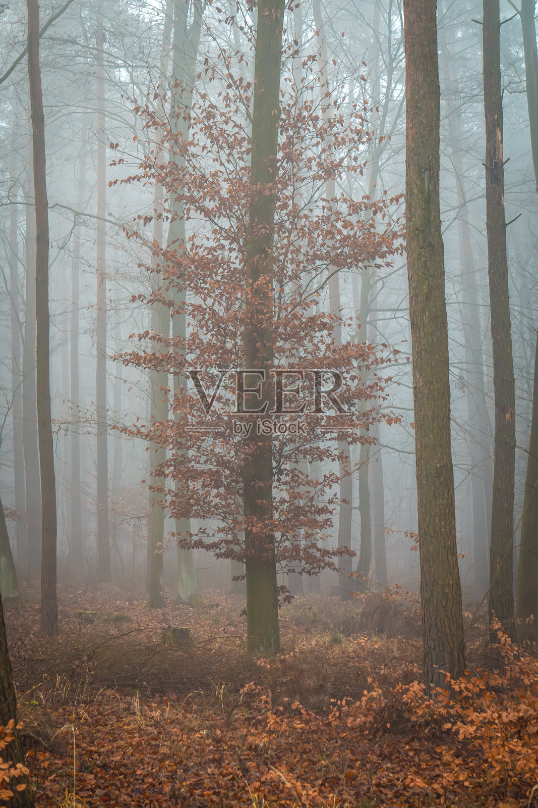 清晨的雾霭森林。冬天的早晨，森林中的美丽景色如同童话般的梦幻。蓝色的雾气笼罩着森林，树木上挂着秋天的落叶。照片摄影图片