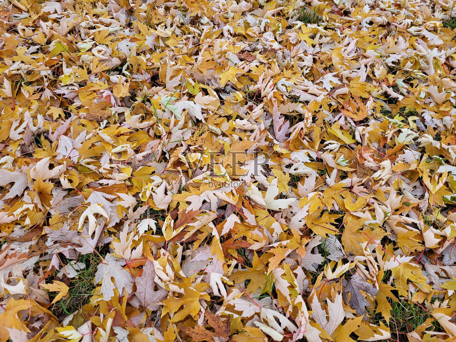 秋天的背景，黄色的枫叶落满地。照片摄影图片