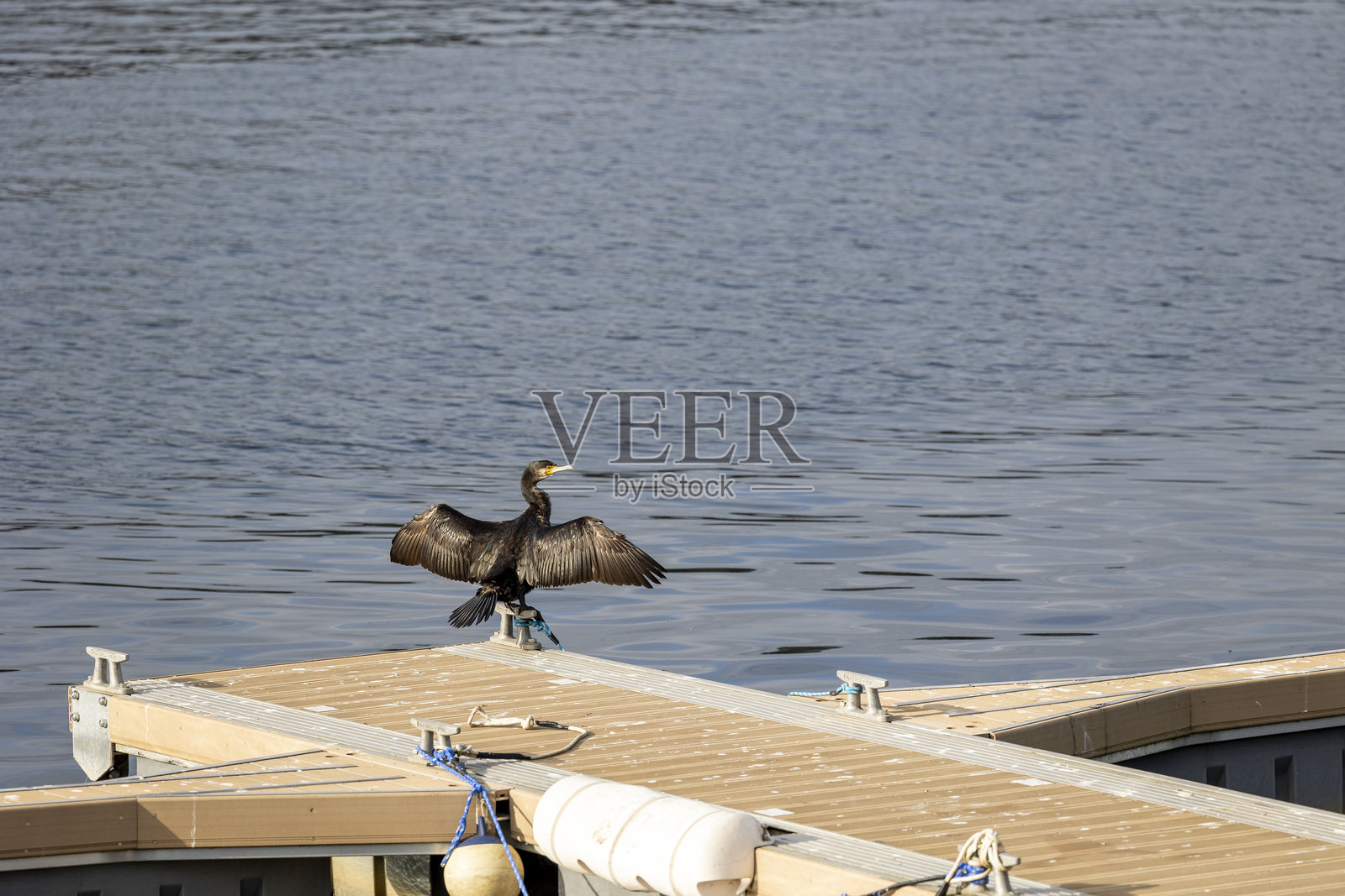 鸟在平静水面旁的码头上展开翅膀照片摄影图片