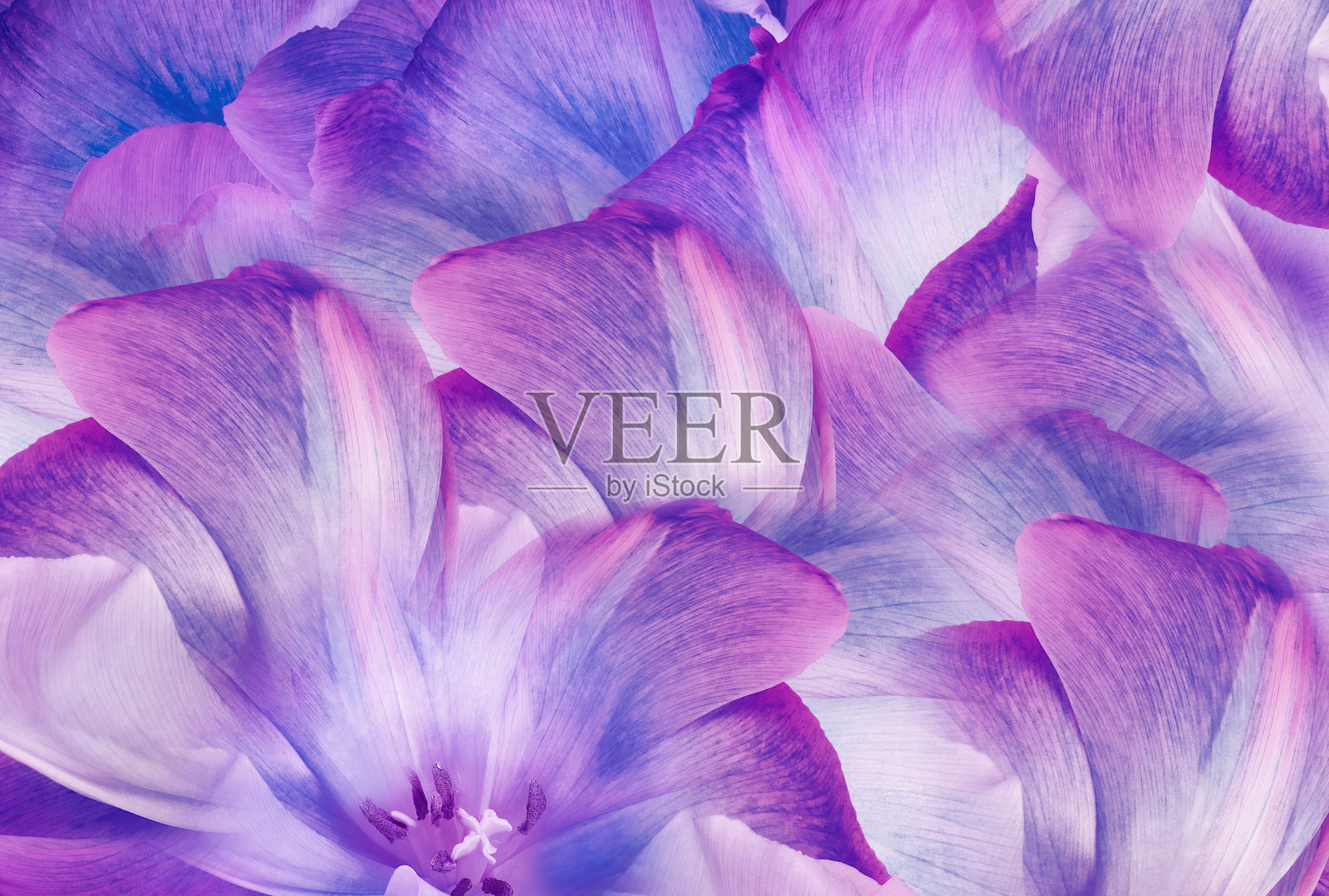 郁金香花朵和花瓣。花卉背景。特写。自然。照片摄影图片