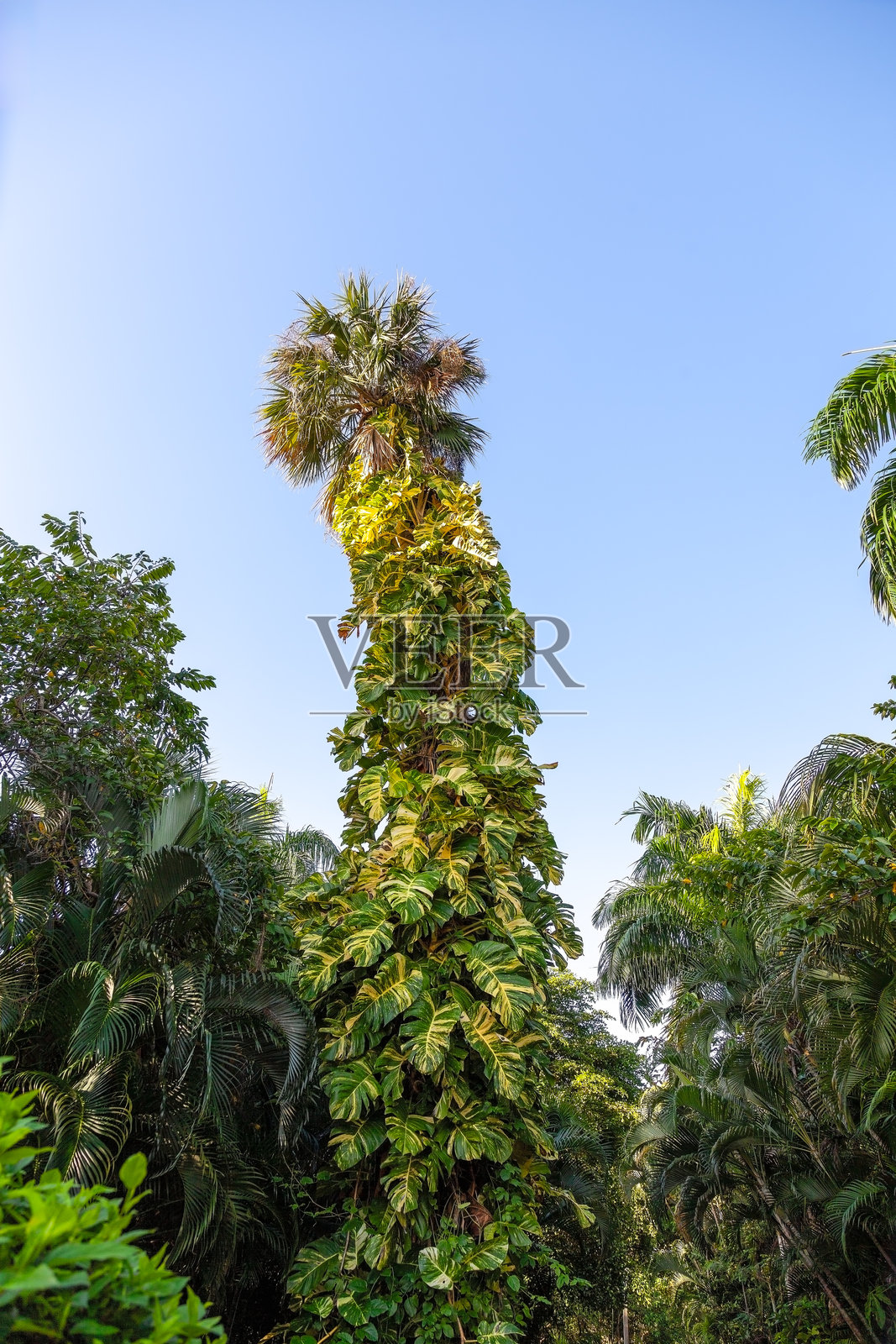 热带植物生长照片摄影图片