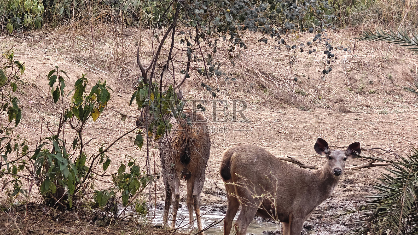 警觉的印度梅花鹿在森林栖息地饮水时观察周围环境照片摄影图片