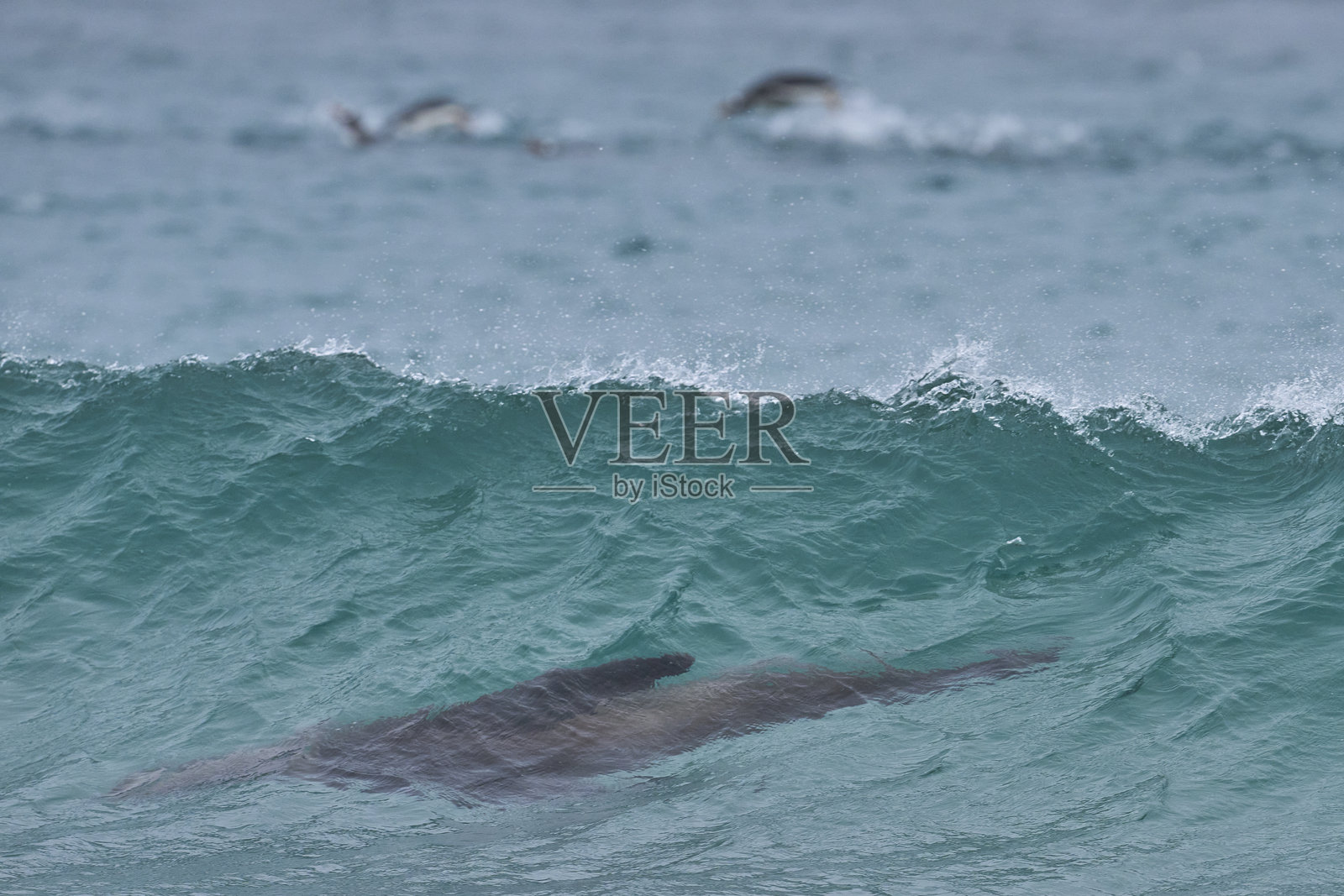 南海狮在海浪中照片摄影图片