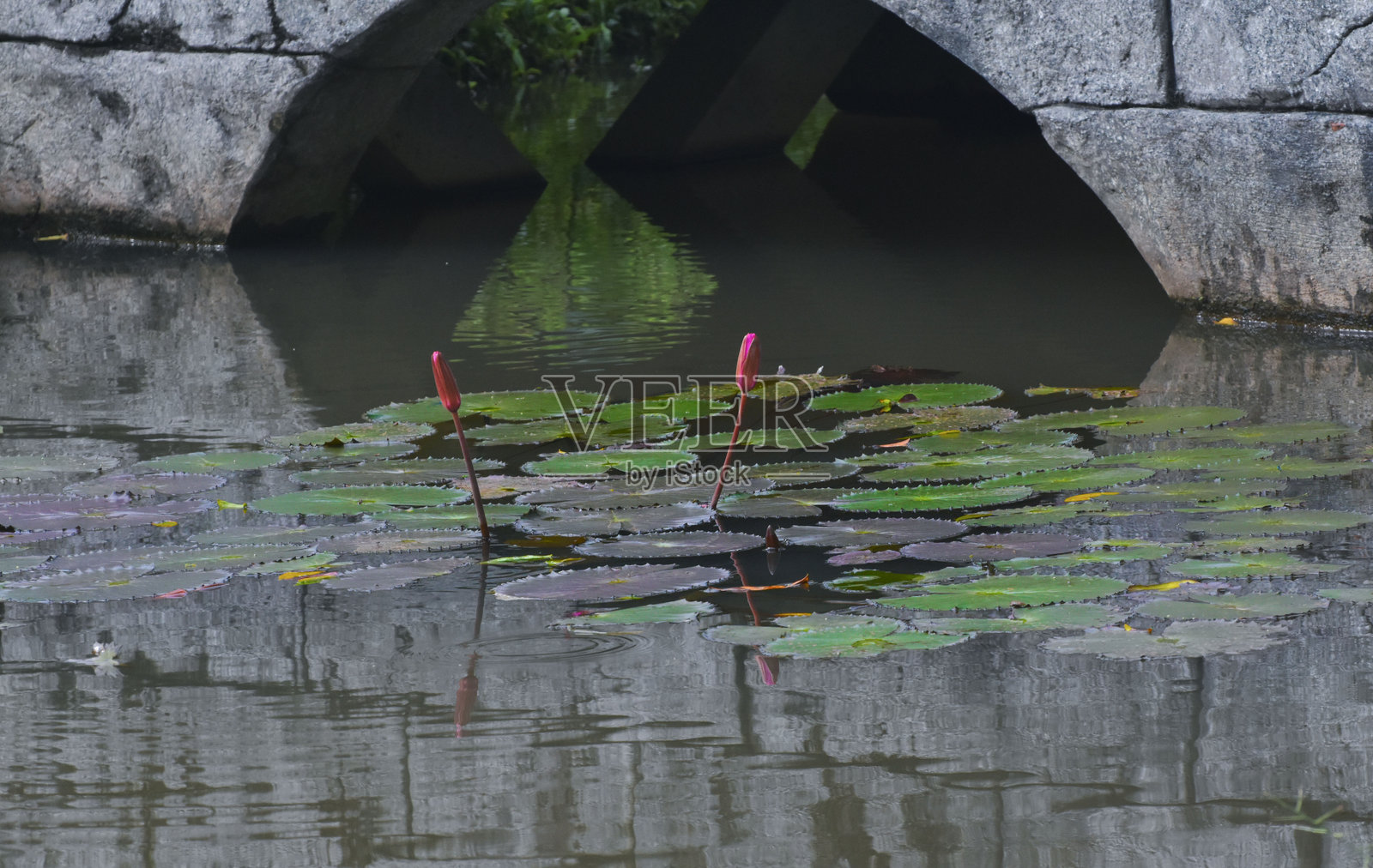 莲花照片摄影图片