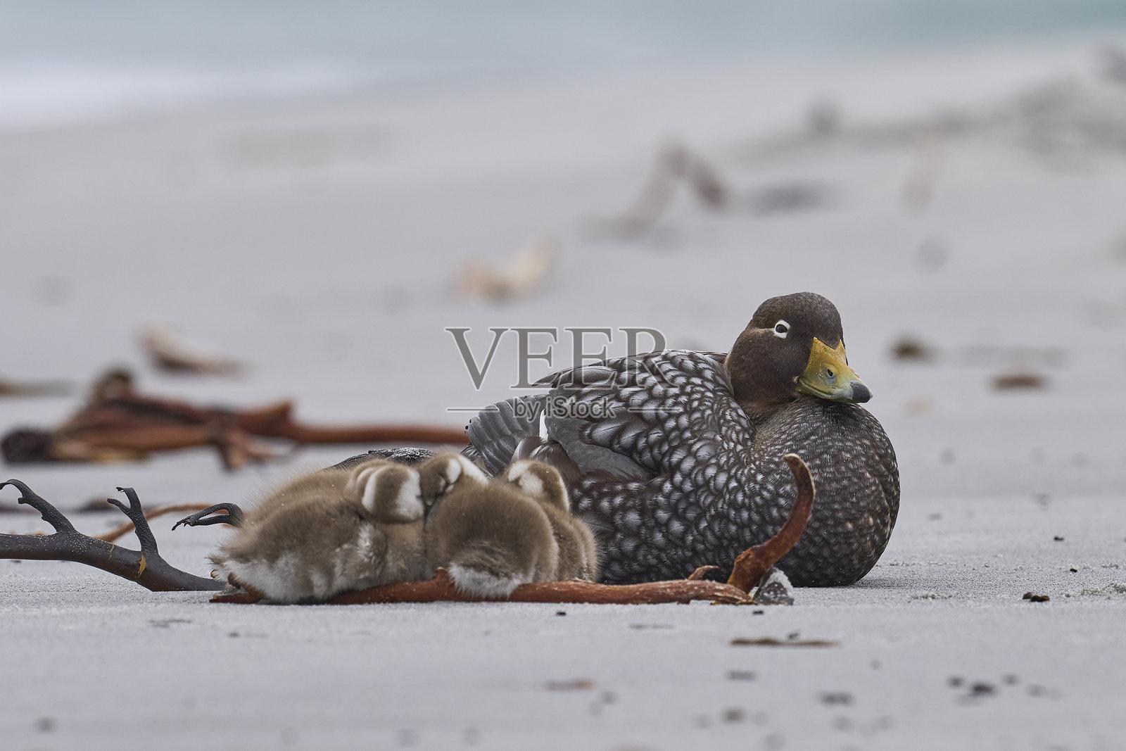 福克兰岛蒸汽鸭与幼雏照片摄影图片