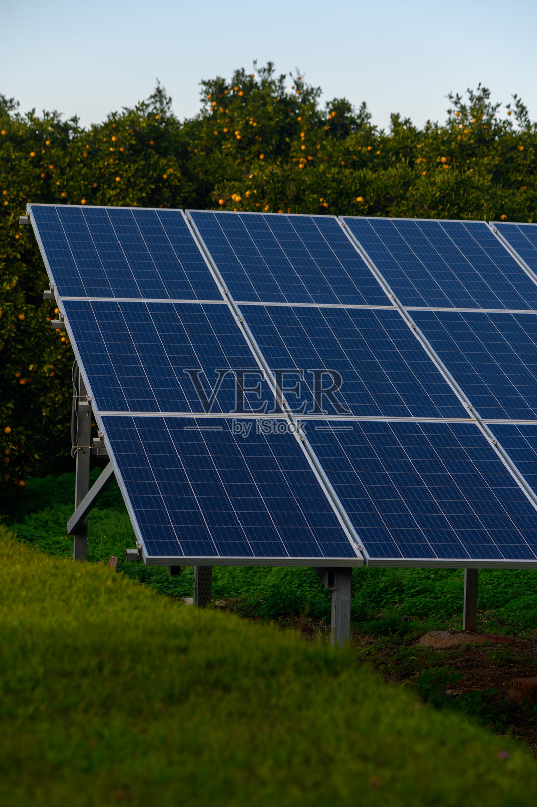太阳能电池板在黄昏的黄金时刻，位于一片郁郁葱葱的绿地中，捕捉阳光。照片摄影图片