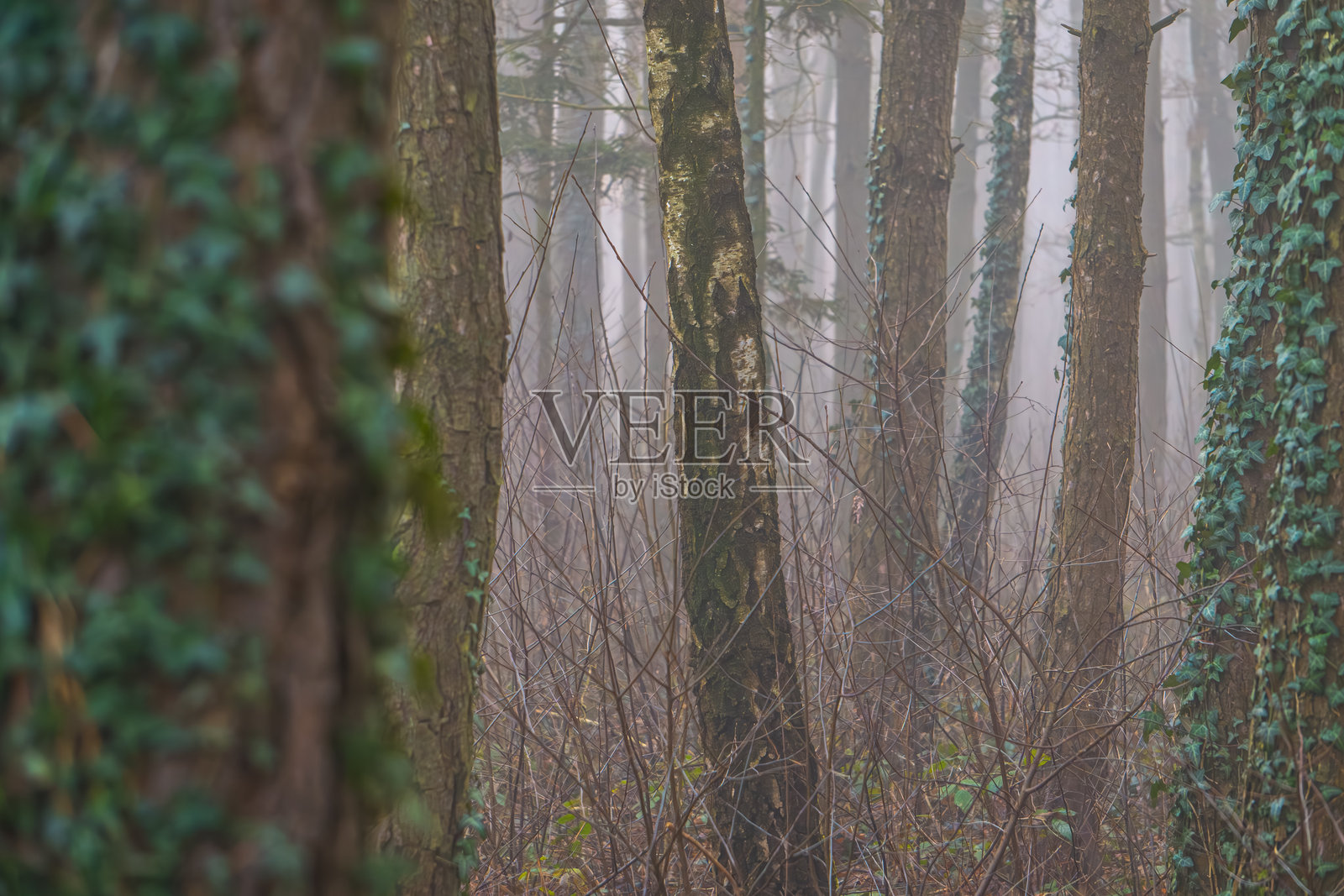 常春藤，常绿的常春藤在冬季森林中攀爬树木。清晨森林中的雾气。森林的童话般氛围。照片摄影图片