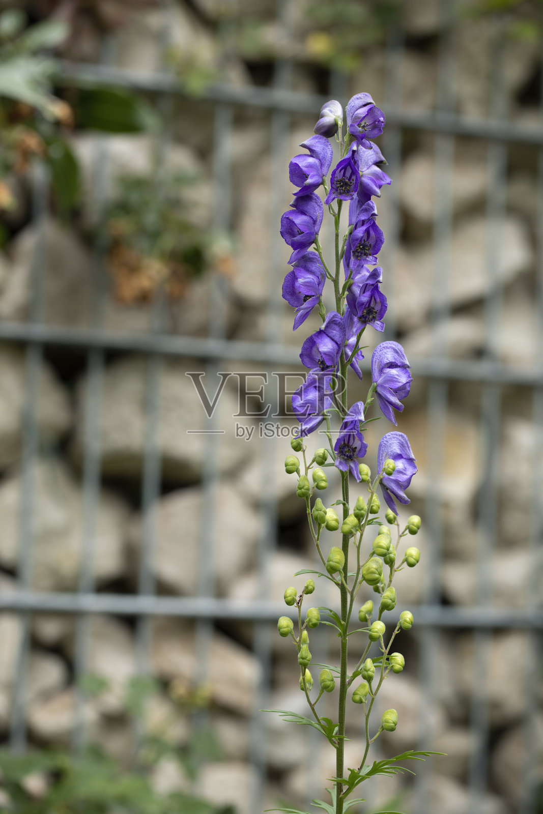 花园中的飞燕草花照片摄影图片