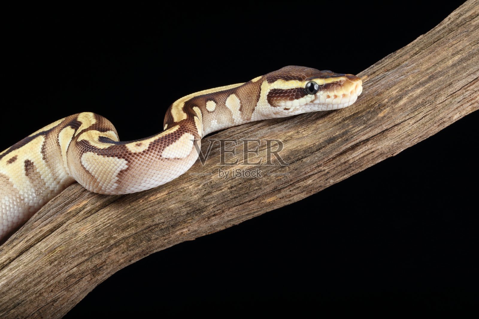 球蟒变种（圈养）2025-4照片摄影图片