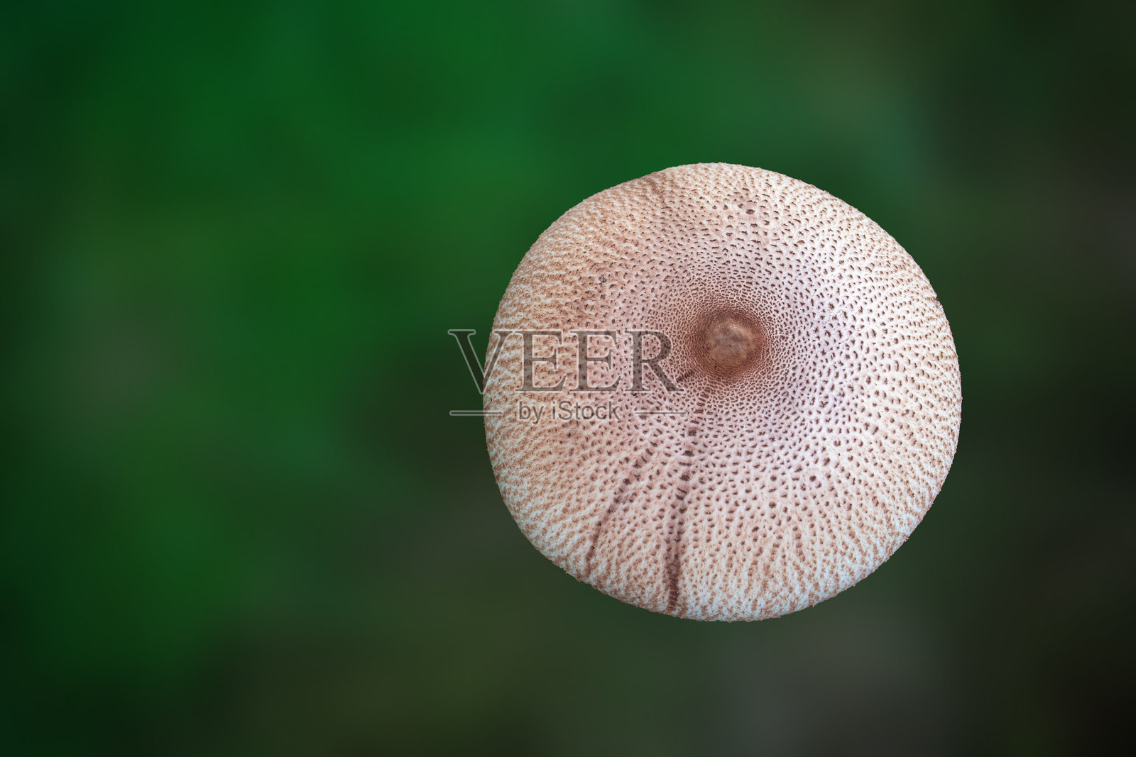 伞菌，具有大型果体的可食用真菌照片摄影图片