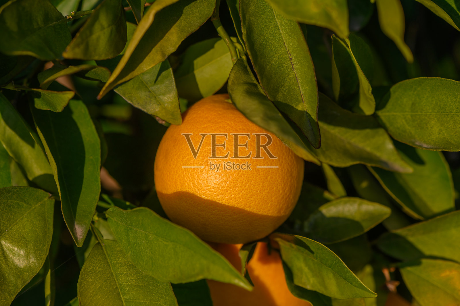 在果园中，鲜艳的橙子 nestled 在郁郁葱葱的绿叶间，沐浴在温暖的阳光下。照片摄影图片